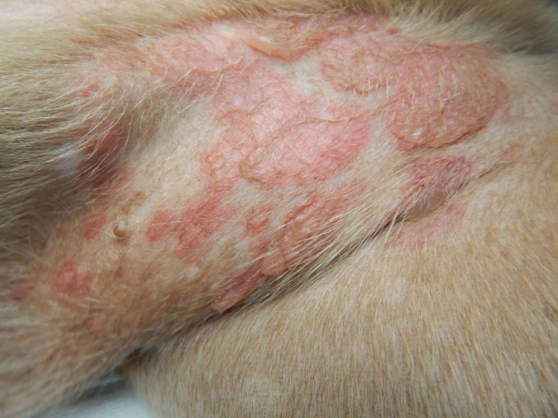 Coalescing bullae, dog