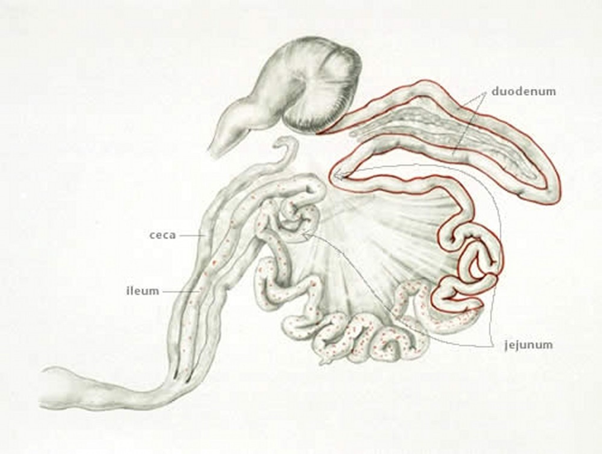 Coccidiosis (site of infection with <i >Eimeria acervulina</i>), poultry