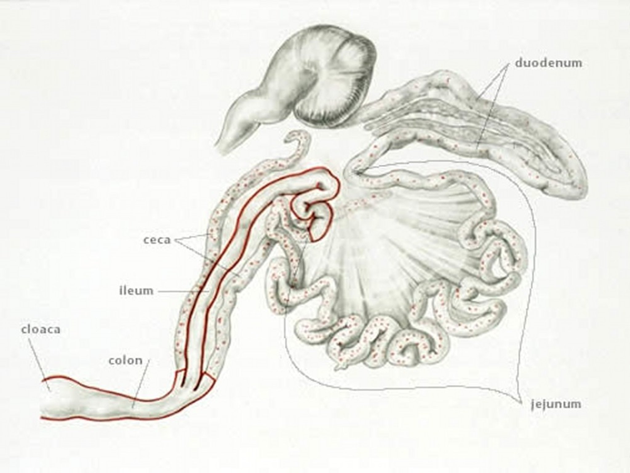 Coccidiosis (punto de infección por <i >Eimeria brunetti</i>), aves de producción