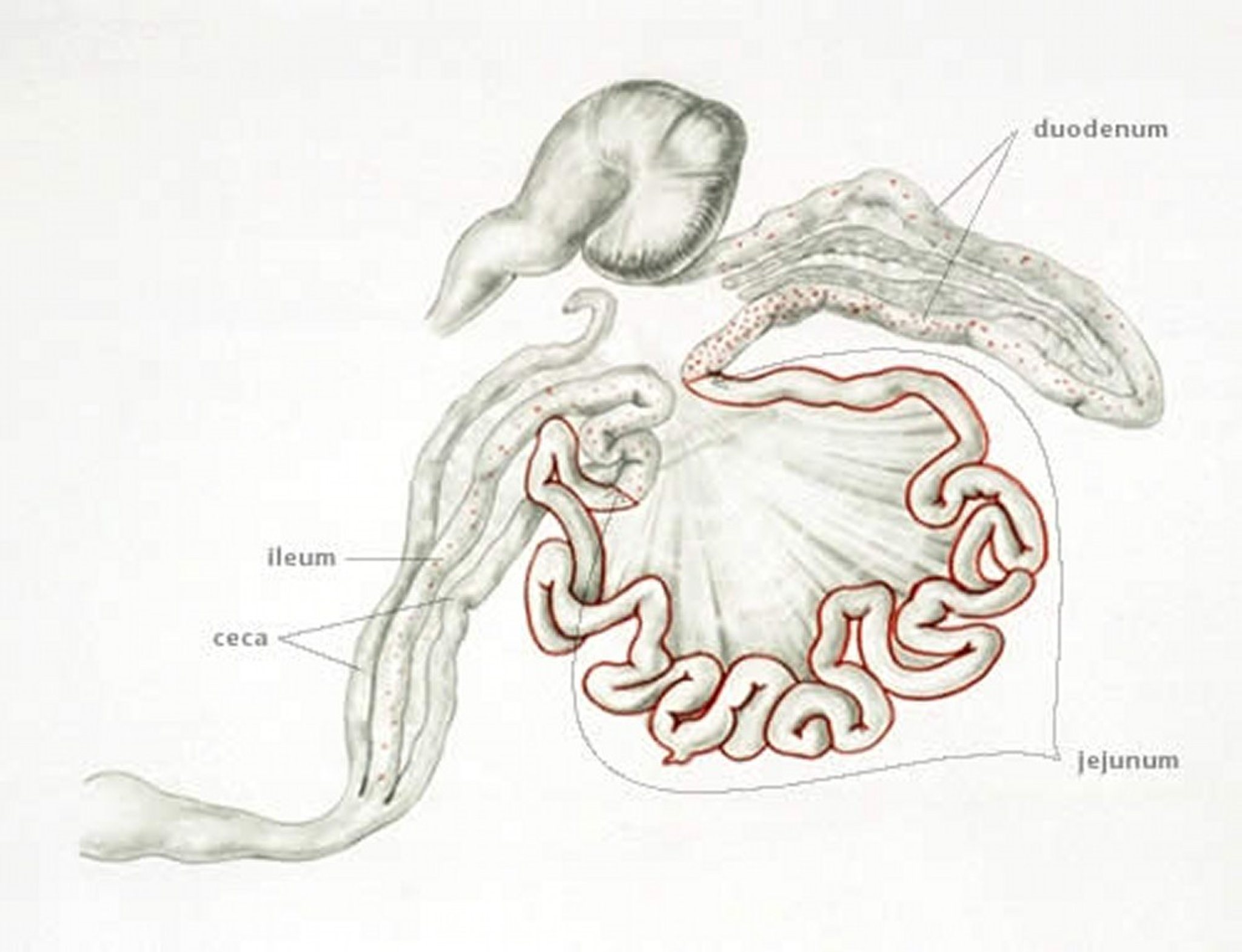 Coccidiosis (punto de infección por <i >Eimeria maxima</i>), aves de producción