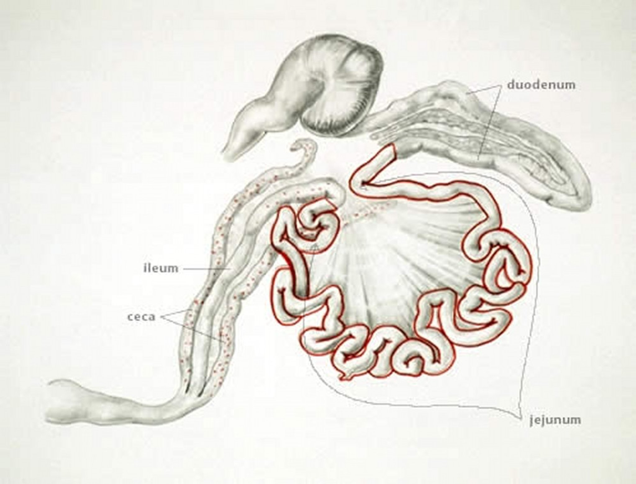 Coccidiosis (punto de infección por <i >Eimeria necatrix</i>), aves de producción