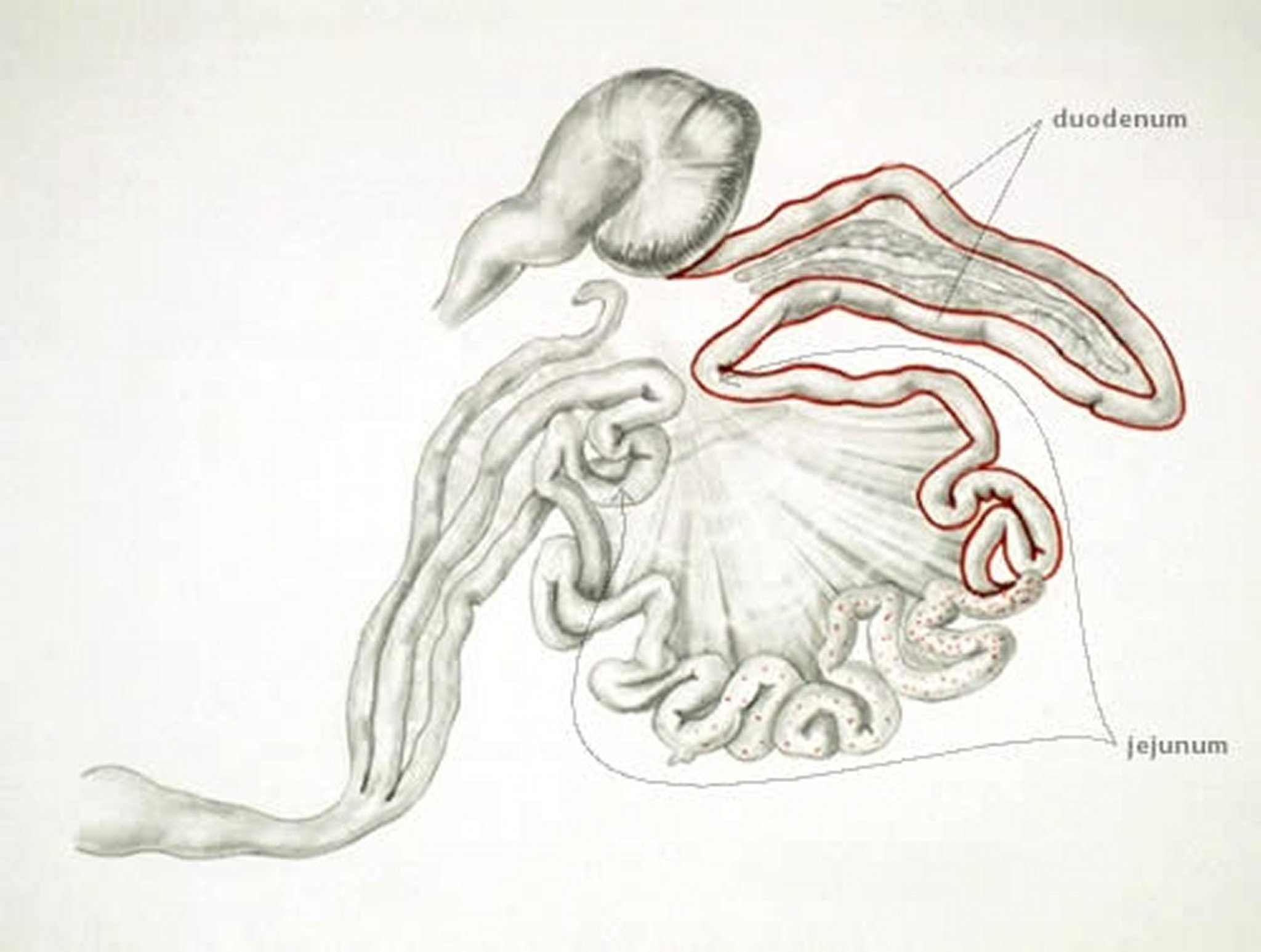 Coccidiose (local da infecção com <i >Eimeria praecox</i>), ave de produção
