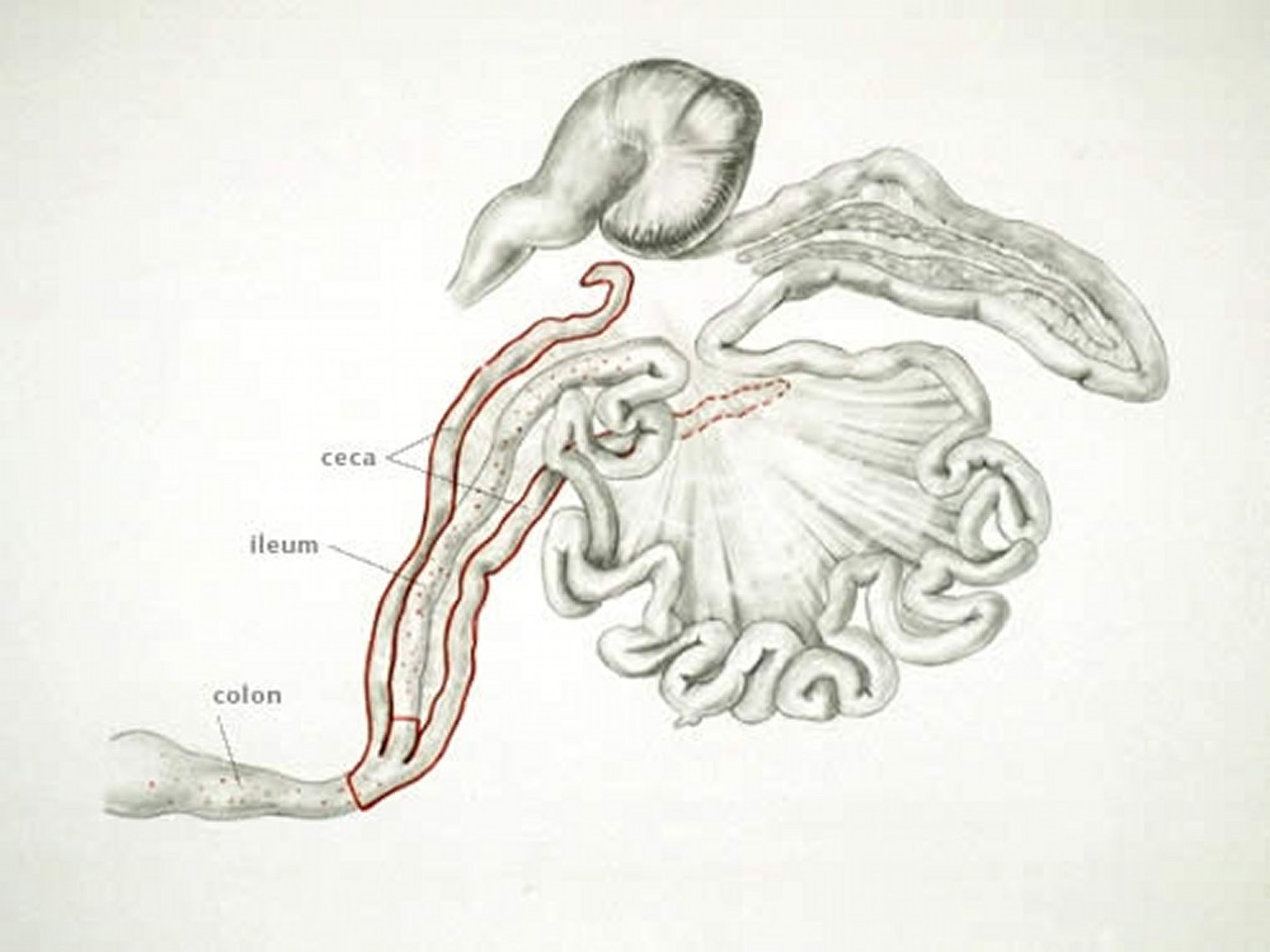 Coccidiosis (punto de infección por <i >Eimeria tenella</i>), aves de producción
