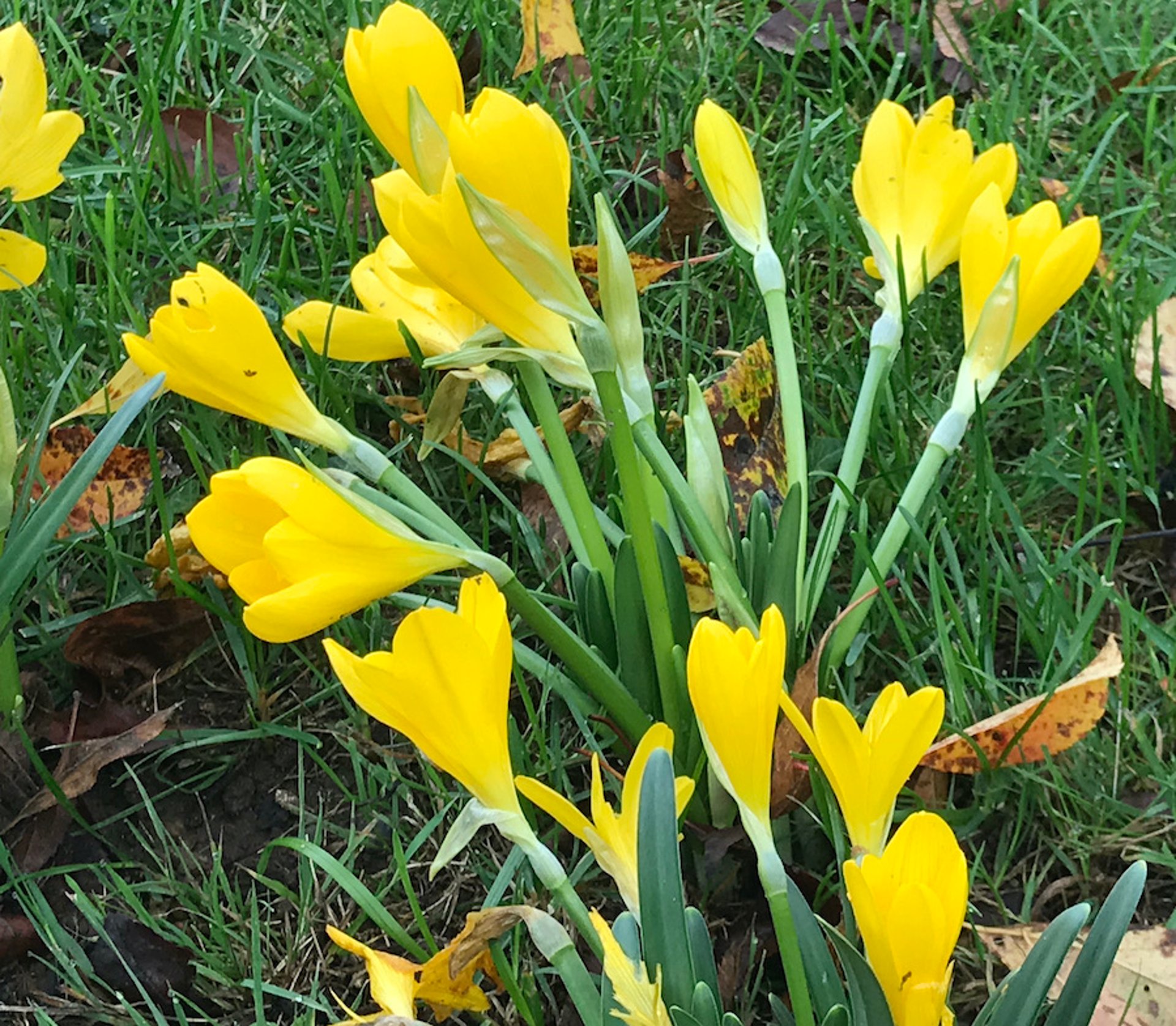 Autumn crocus, closeup (<i >Colchicum autumnale</i>)