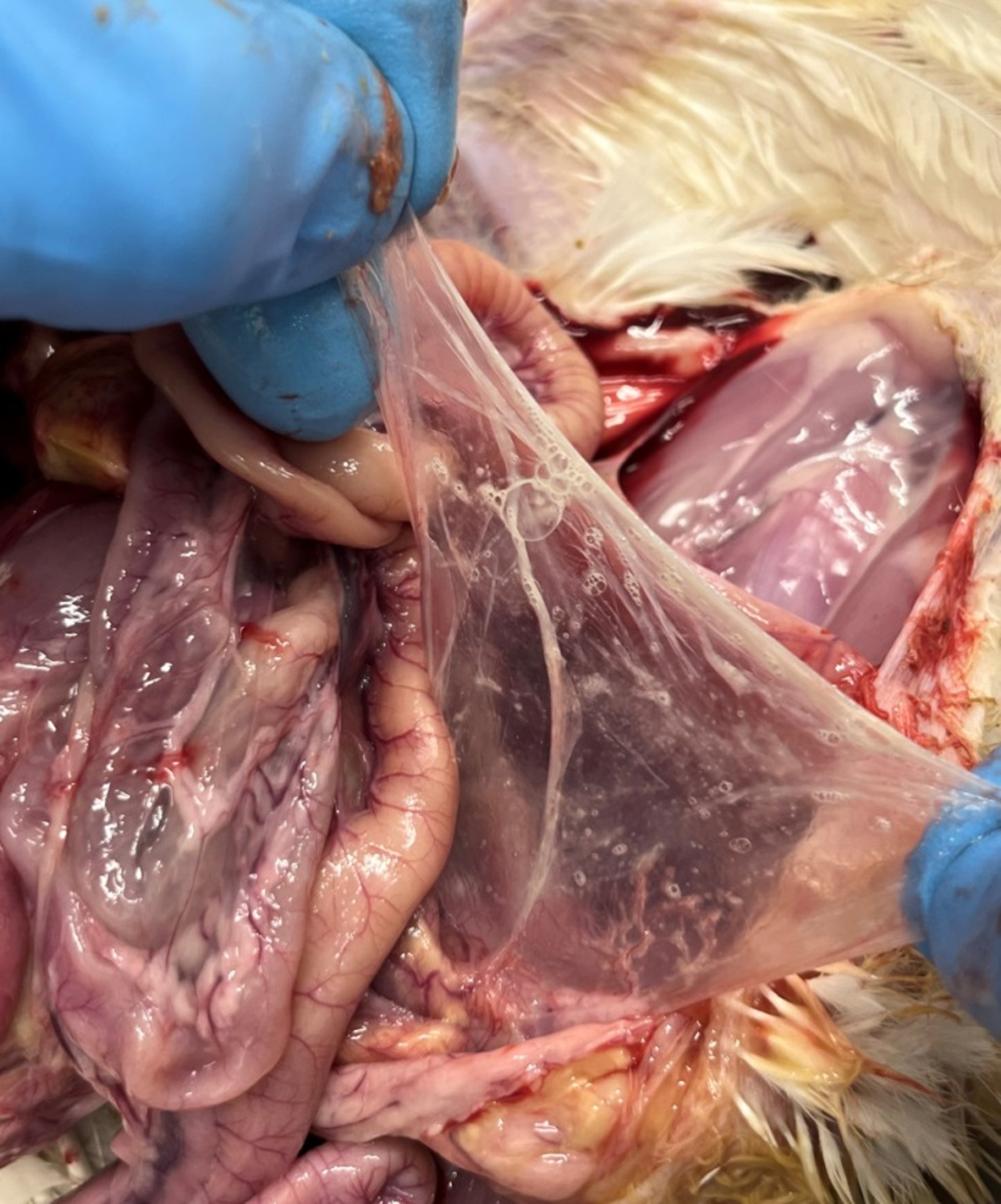 Moderate air sacculitis, chicken
