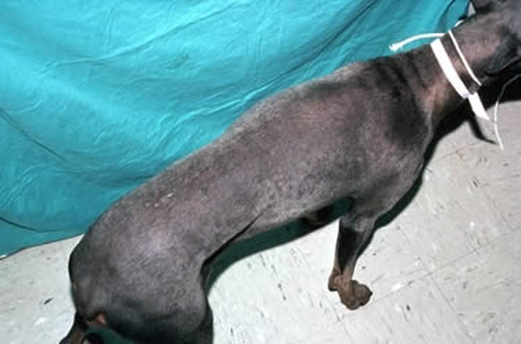 Alopecia por dilución del color, Doberman