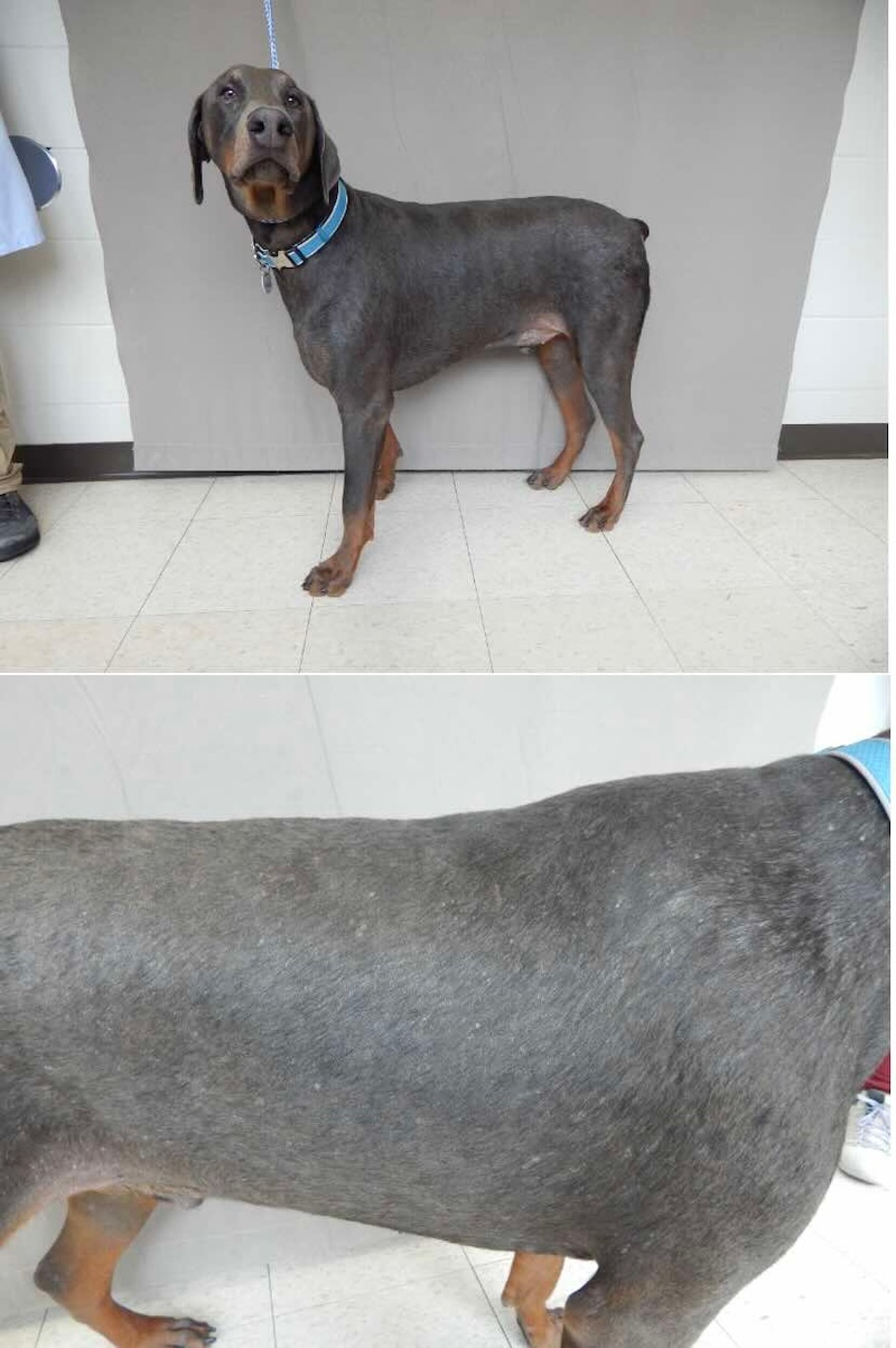 Color dilution alopecia, dog
