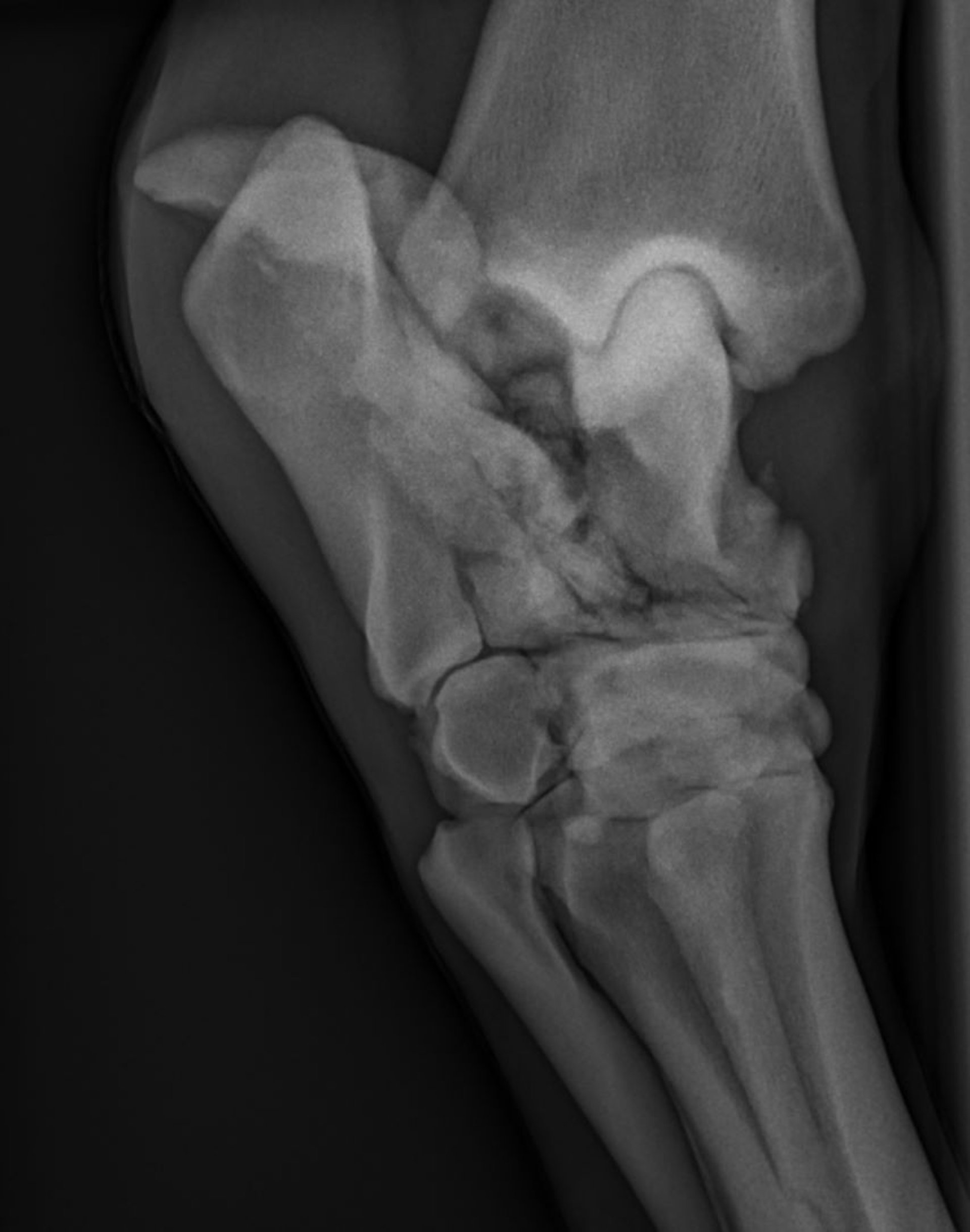 Comminuted fracture, talus, radiograph, horse