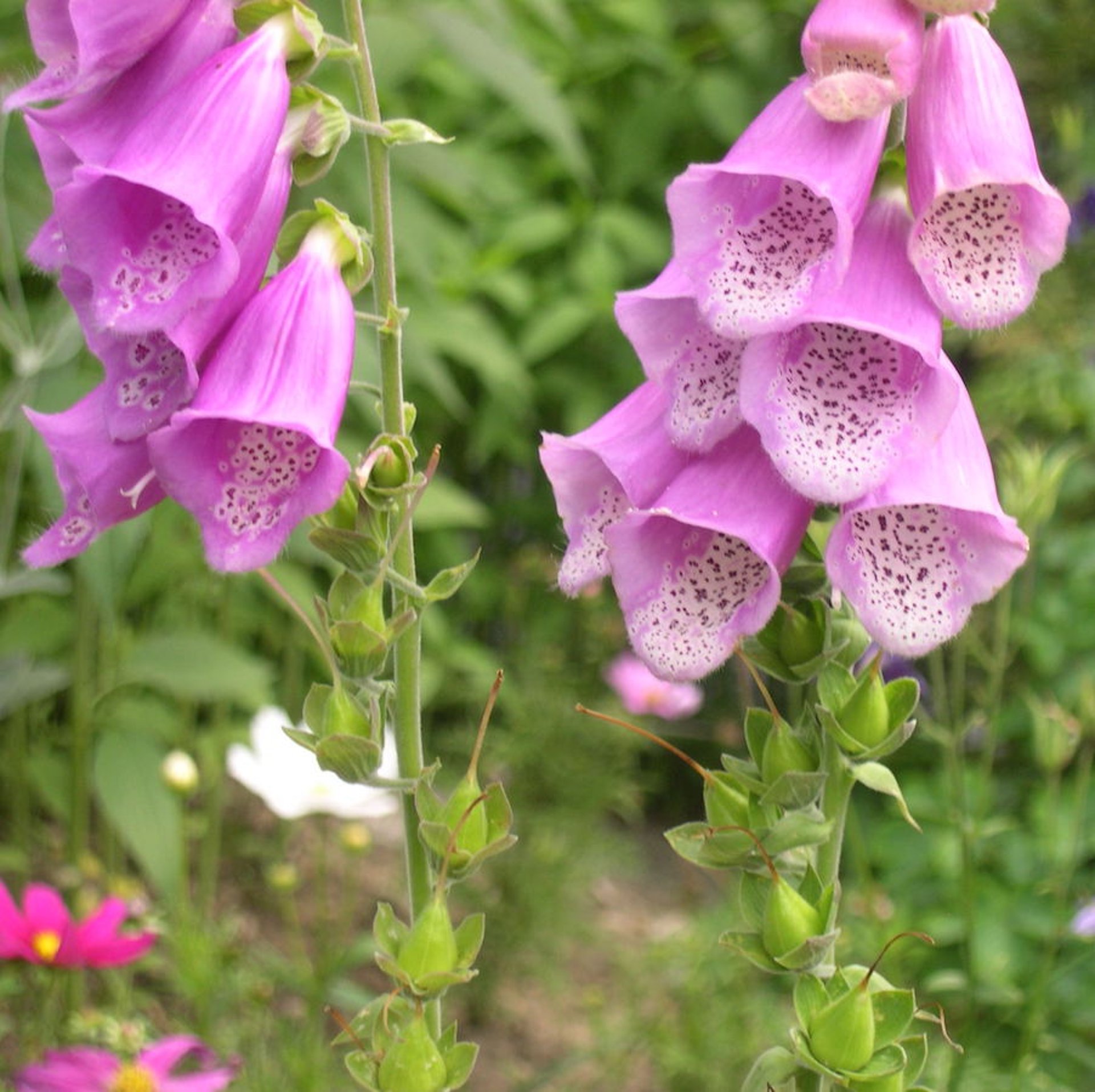 Common foxglove, closeup <i >(Digitalis purpurea)</i>