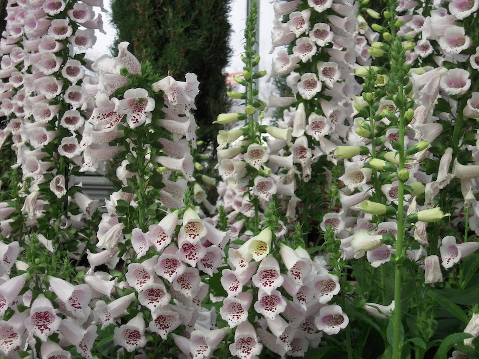 Dedalera común (<i >digitalis purpurea</i>)
