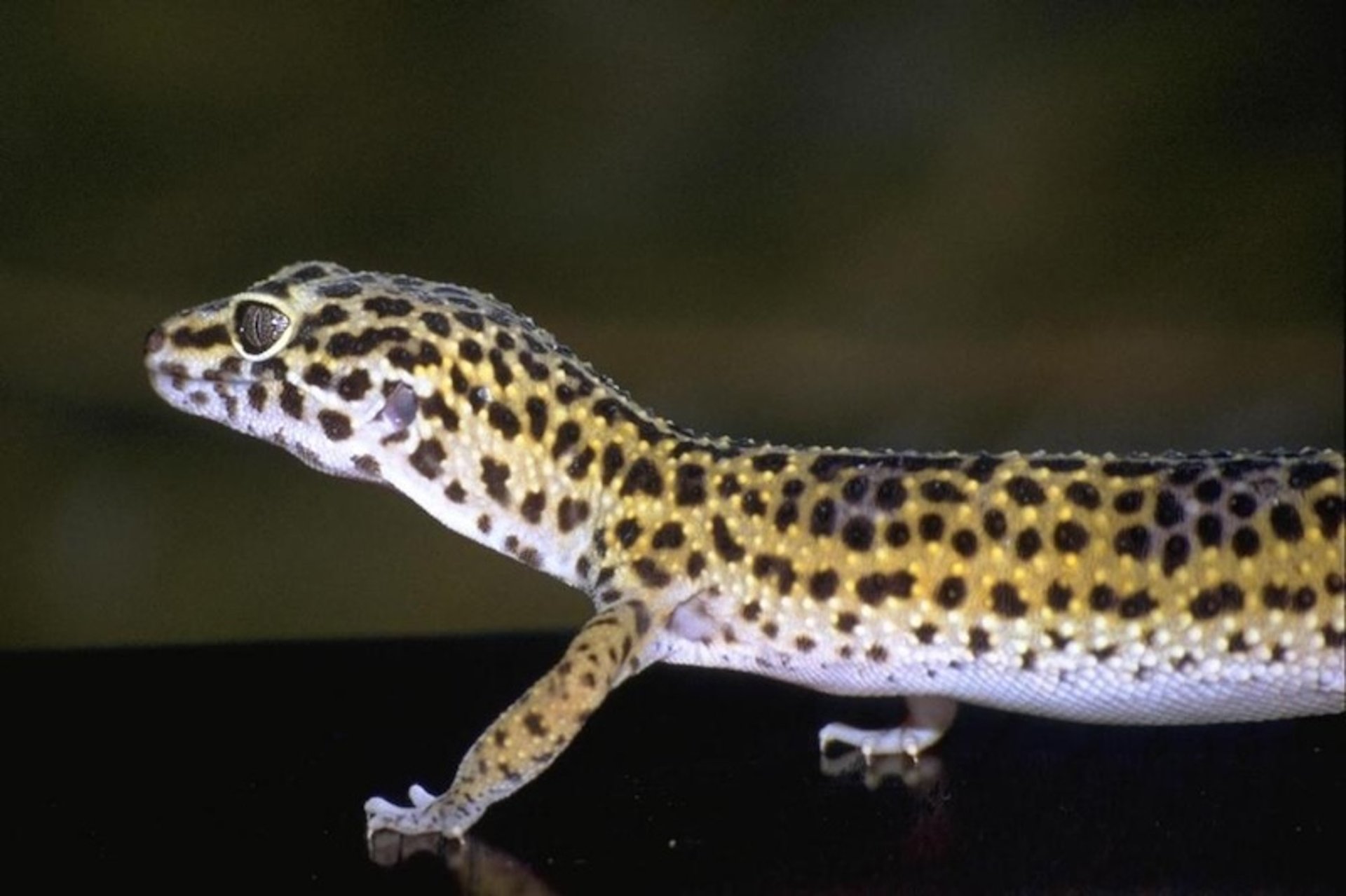 Gecko leopardo común (<i >Eublepharis macularius</i>)