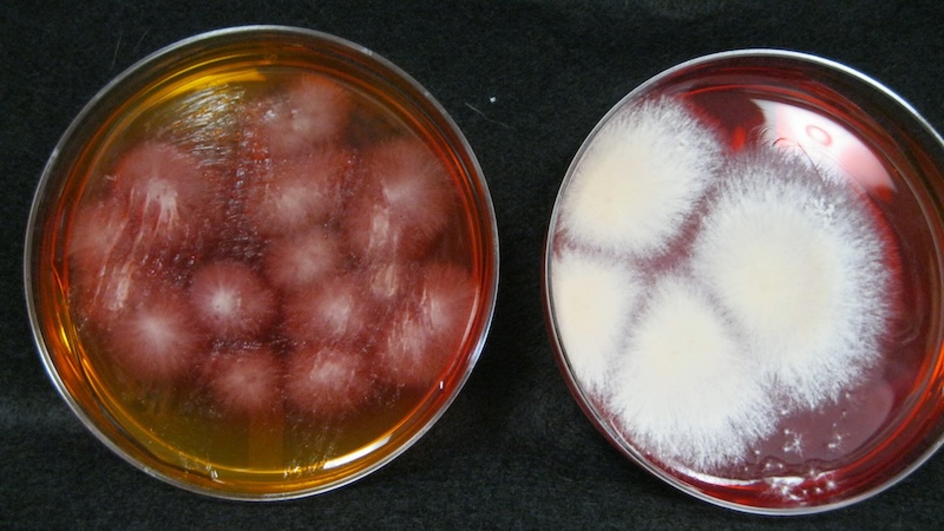 Comparação de culturas fúngicas, <i >Microsporum canis</i> e <i >Nannizzia gypsea</i>