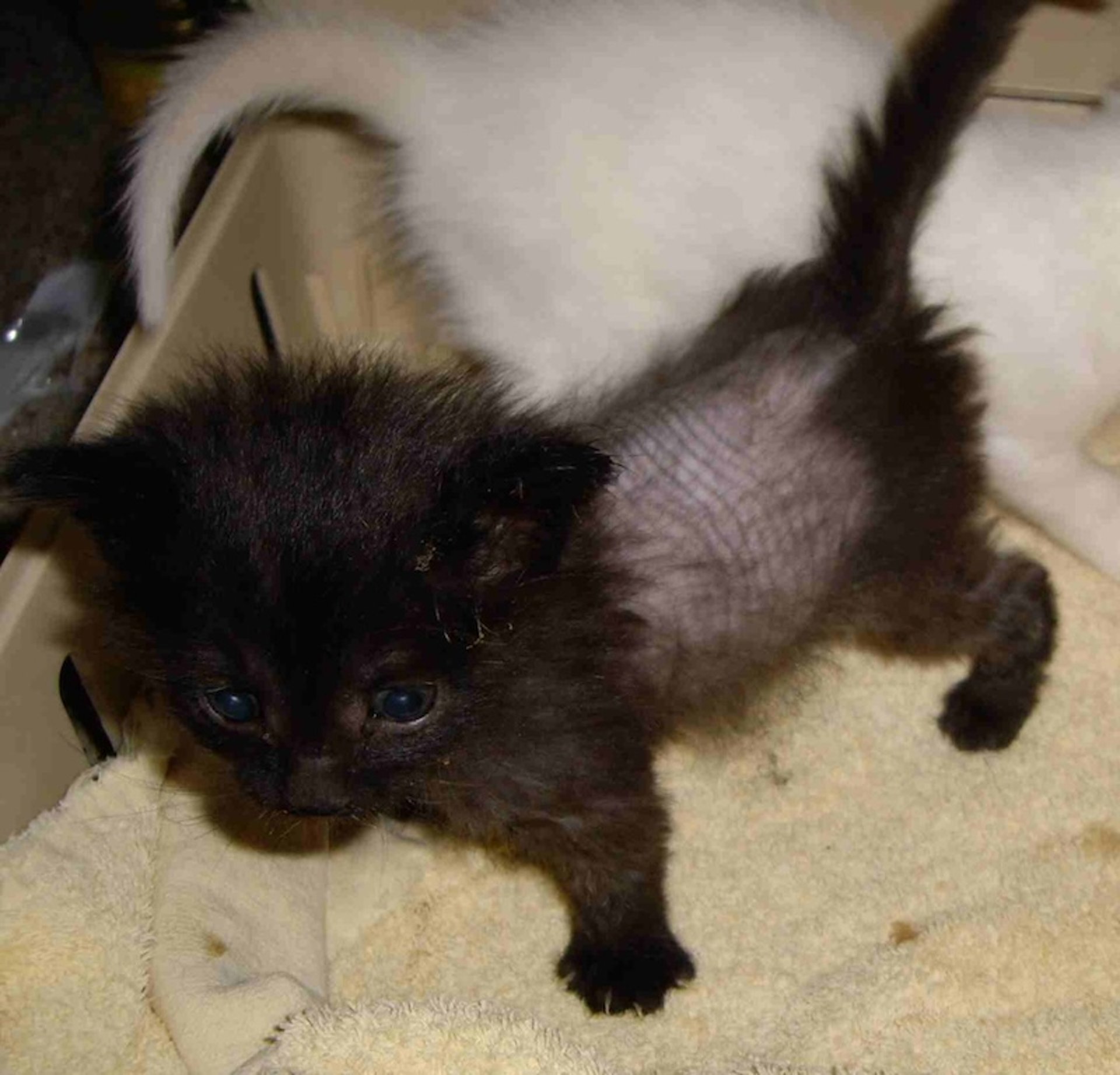 Congenital hypotrichosis, kitten