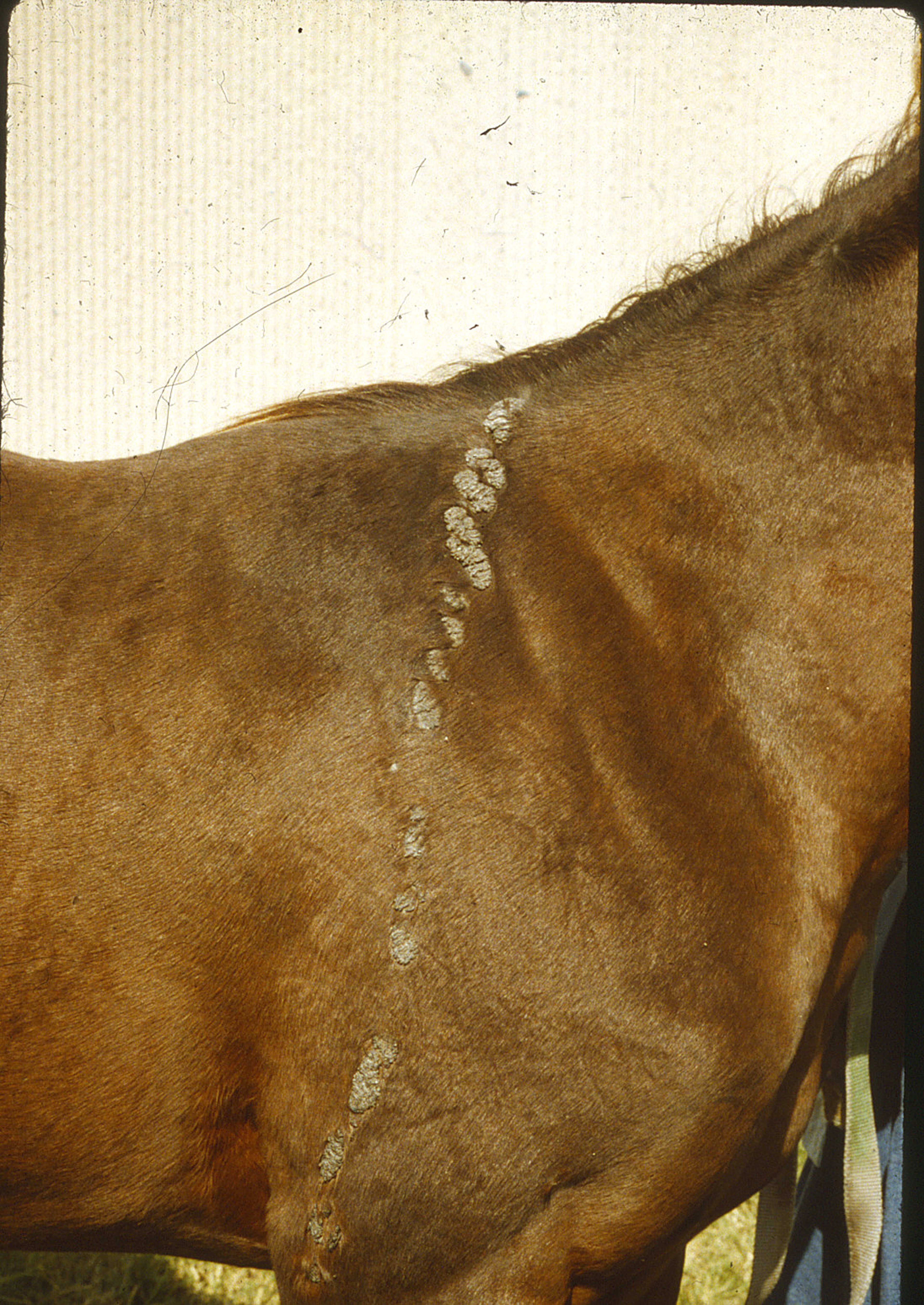 Congenital linear hyperkeratosis, horse