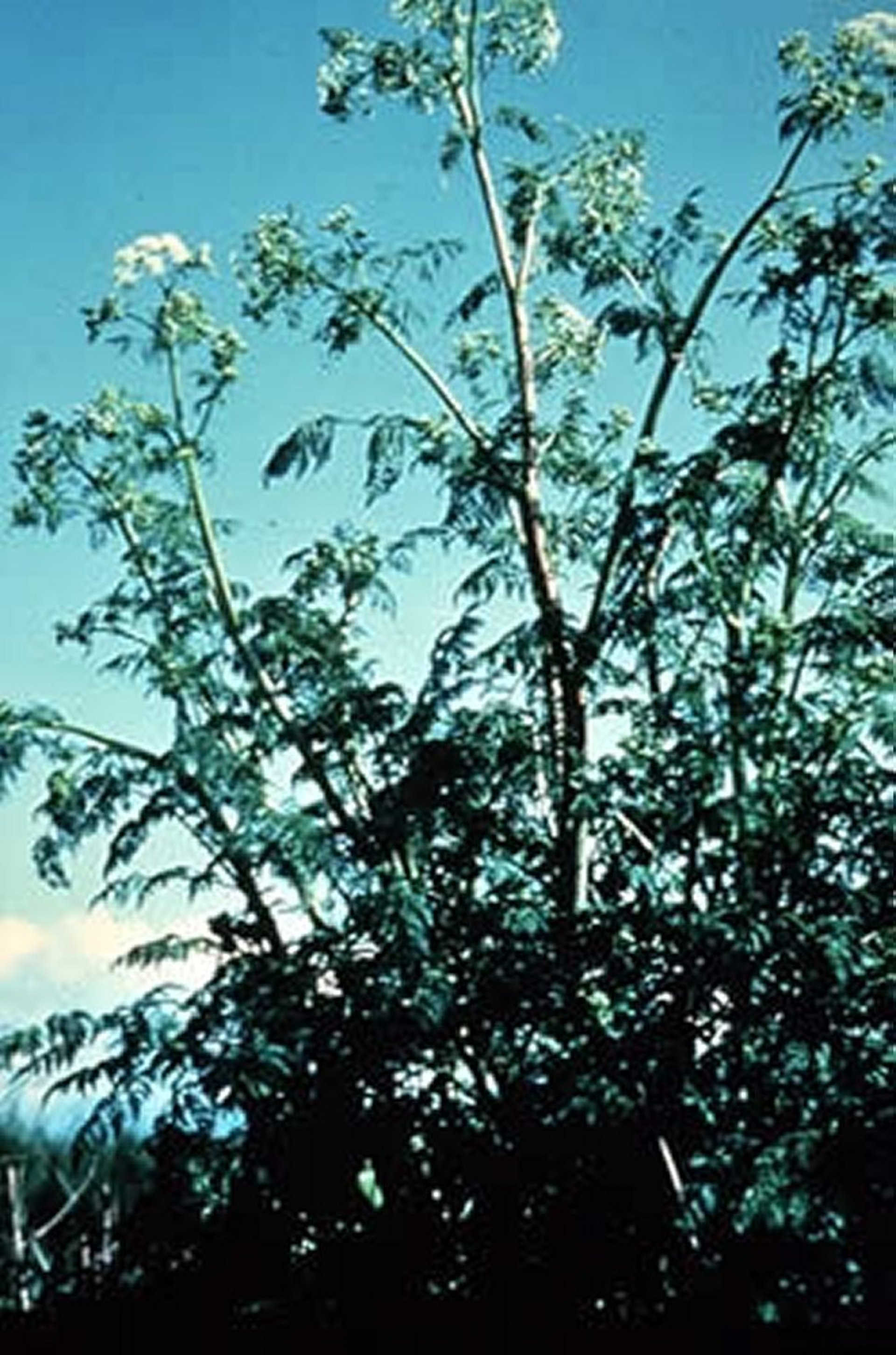 <i >Conium maculatum</i> (cicuta, perejil lobuno)