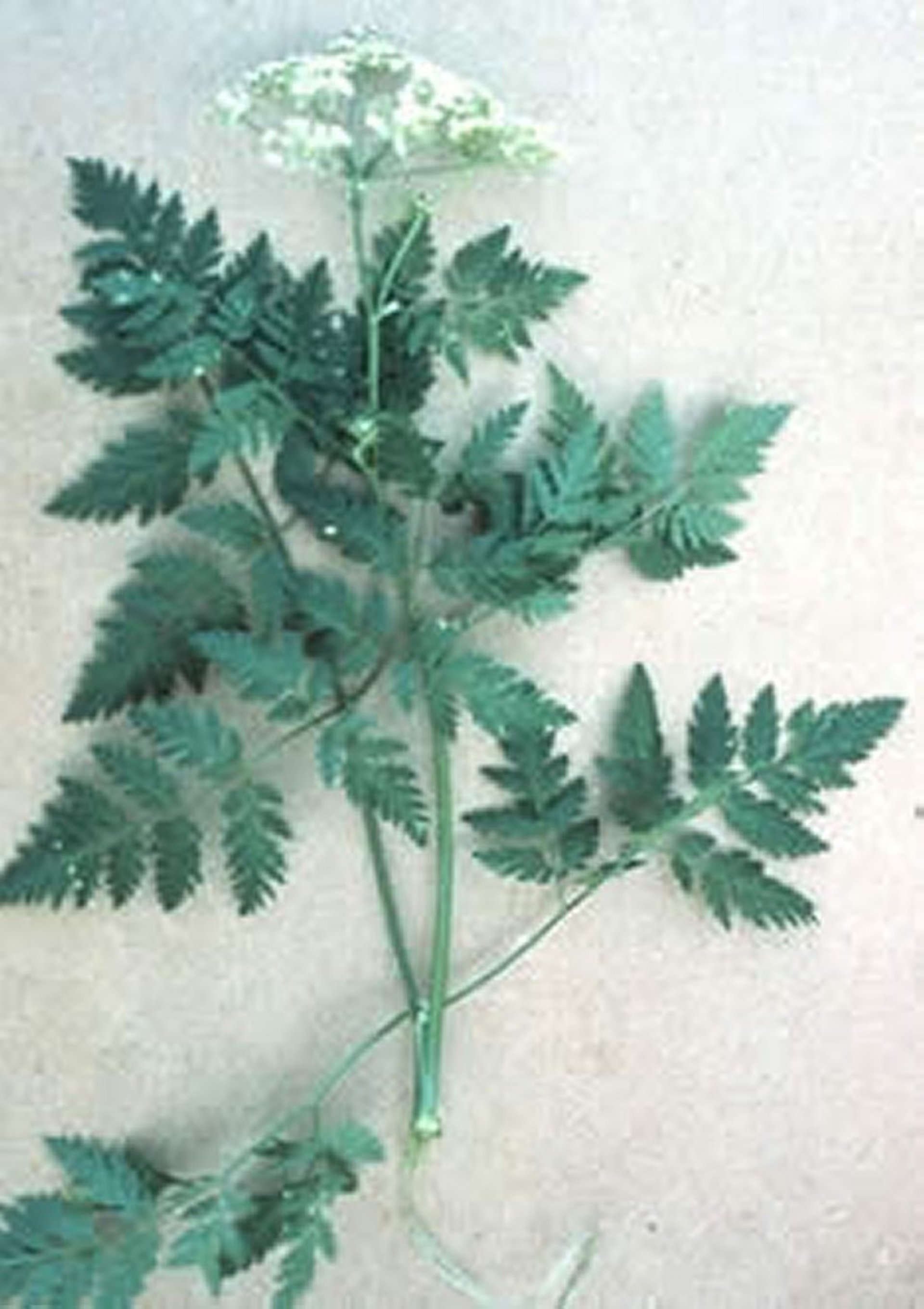 <i >Conium maculatum</i> (cicuta, perejil lobuno), hojas y flores