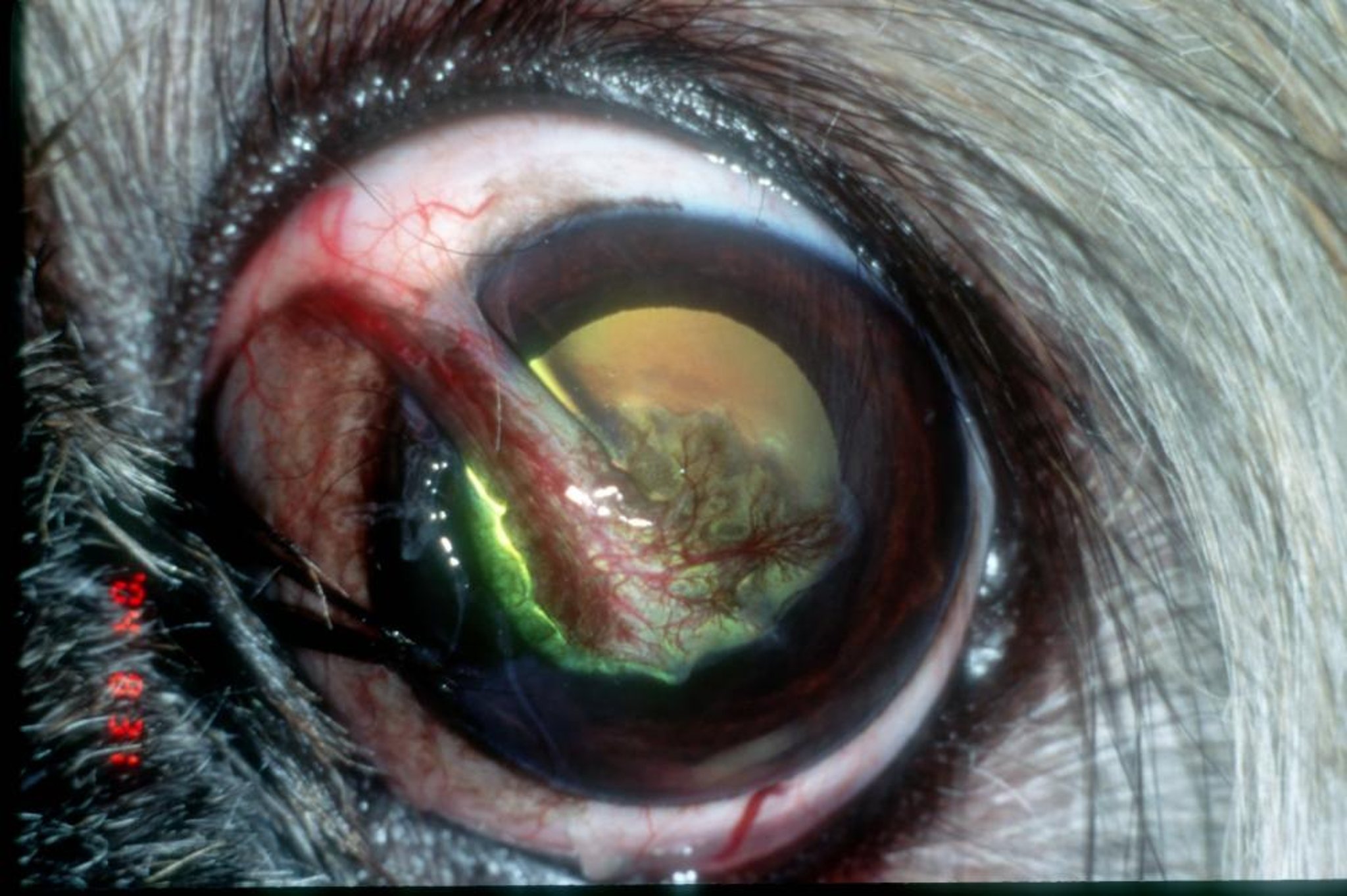 Tratamiento de la ulceración corneal profunda con injerto pedicular conjuntival, perro