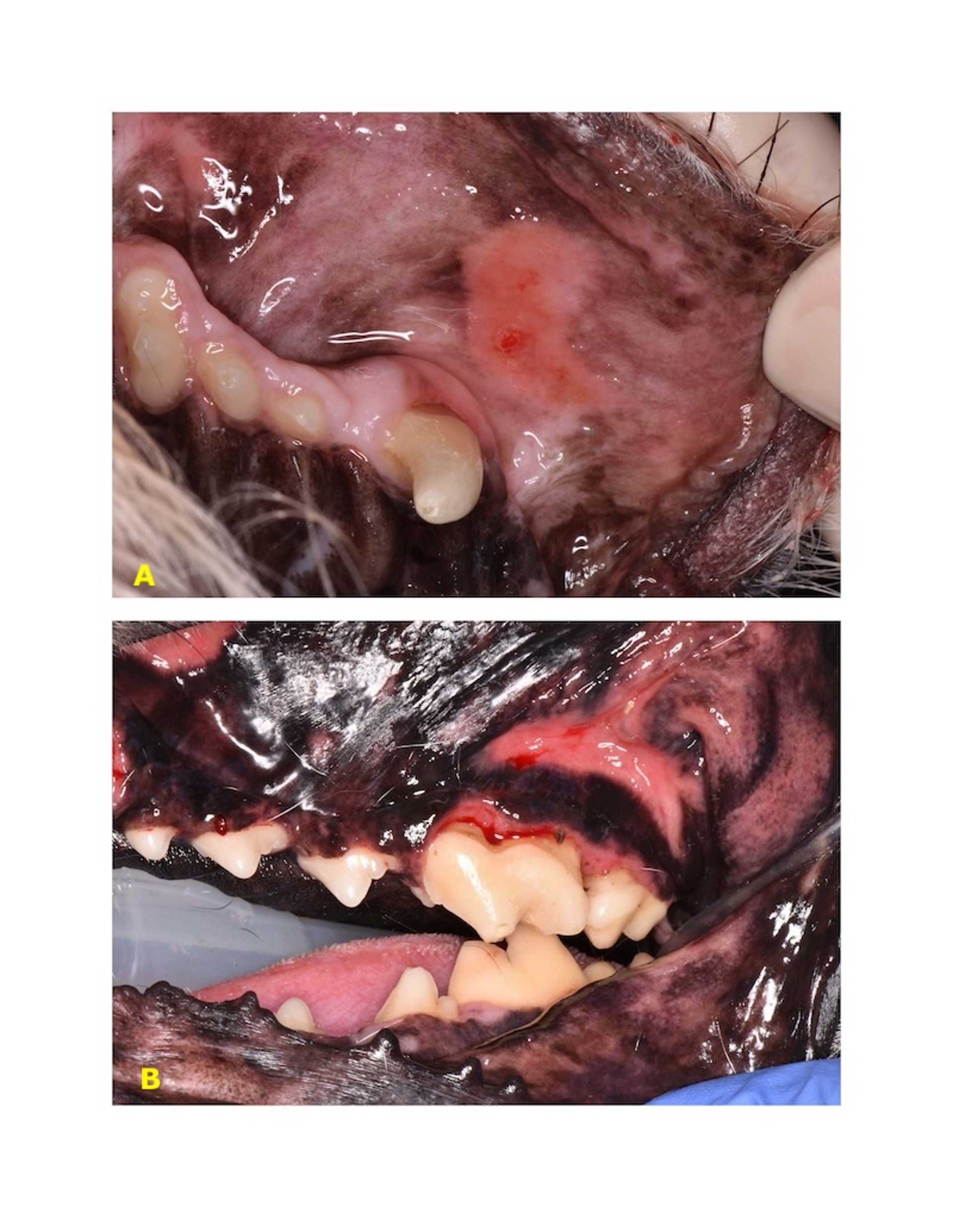 Mucositis por contacto, inflamación, perro