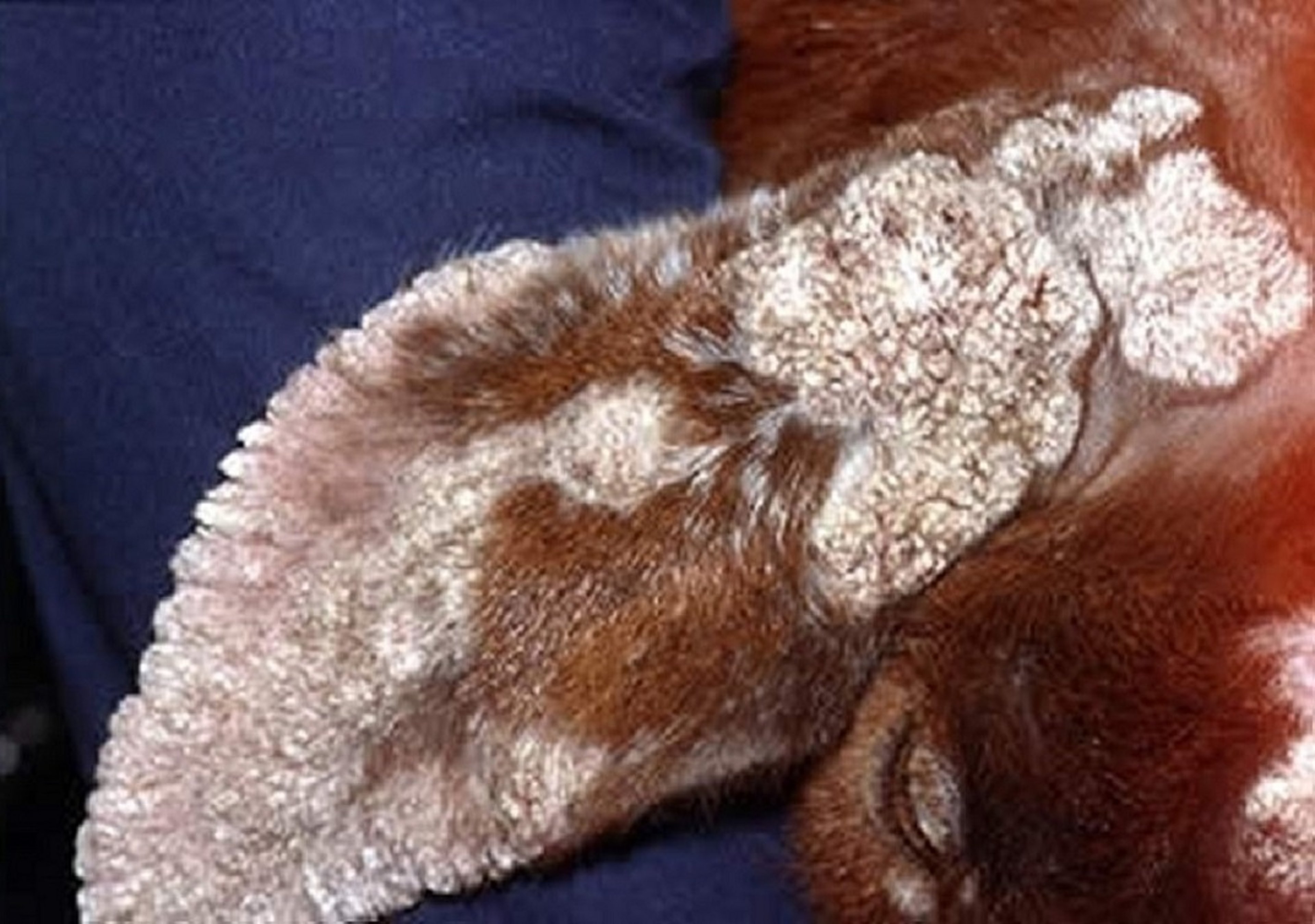 Contagious ecthyma, ear, goat