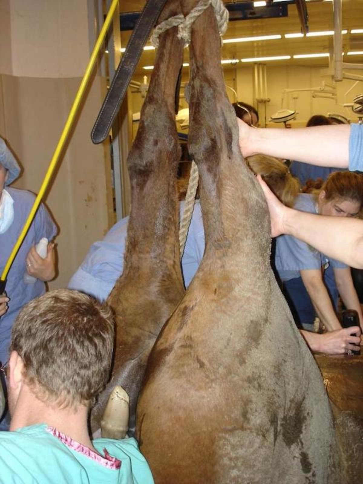 Parto vaginal controlado, égua