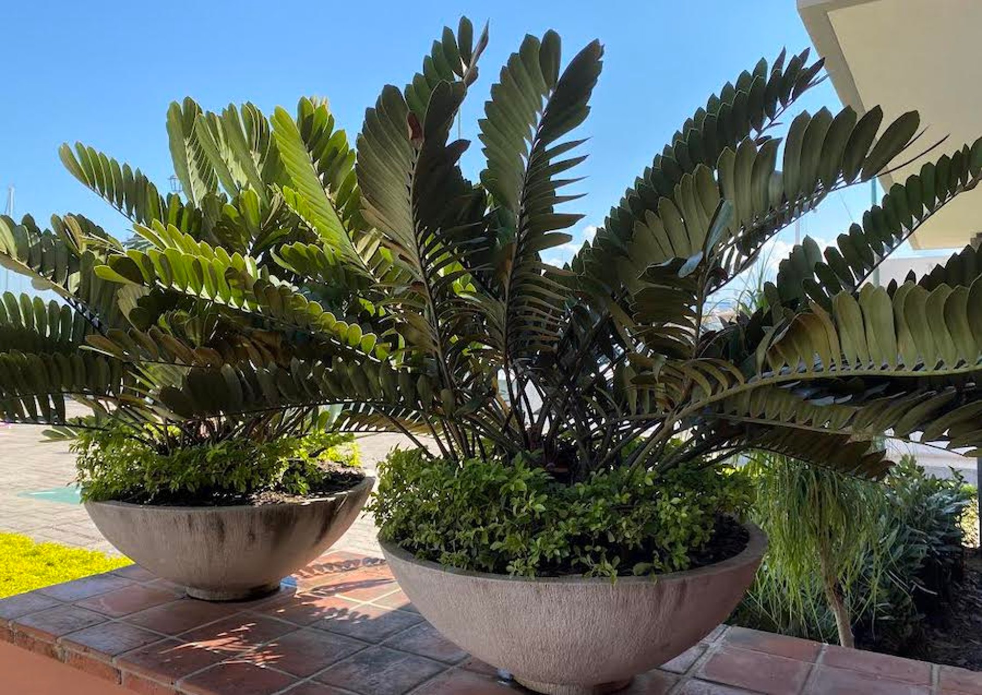 Coontie palm (<i >Zamia</i> spp)