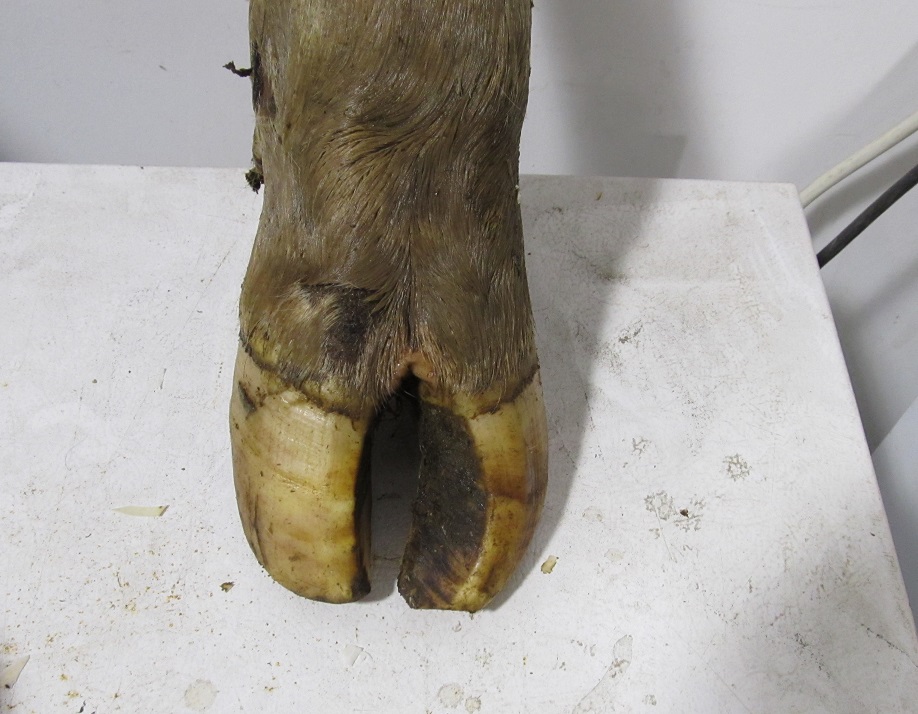 Image:Pezuña en tirabuzón-Manual de veterinaria de MSD