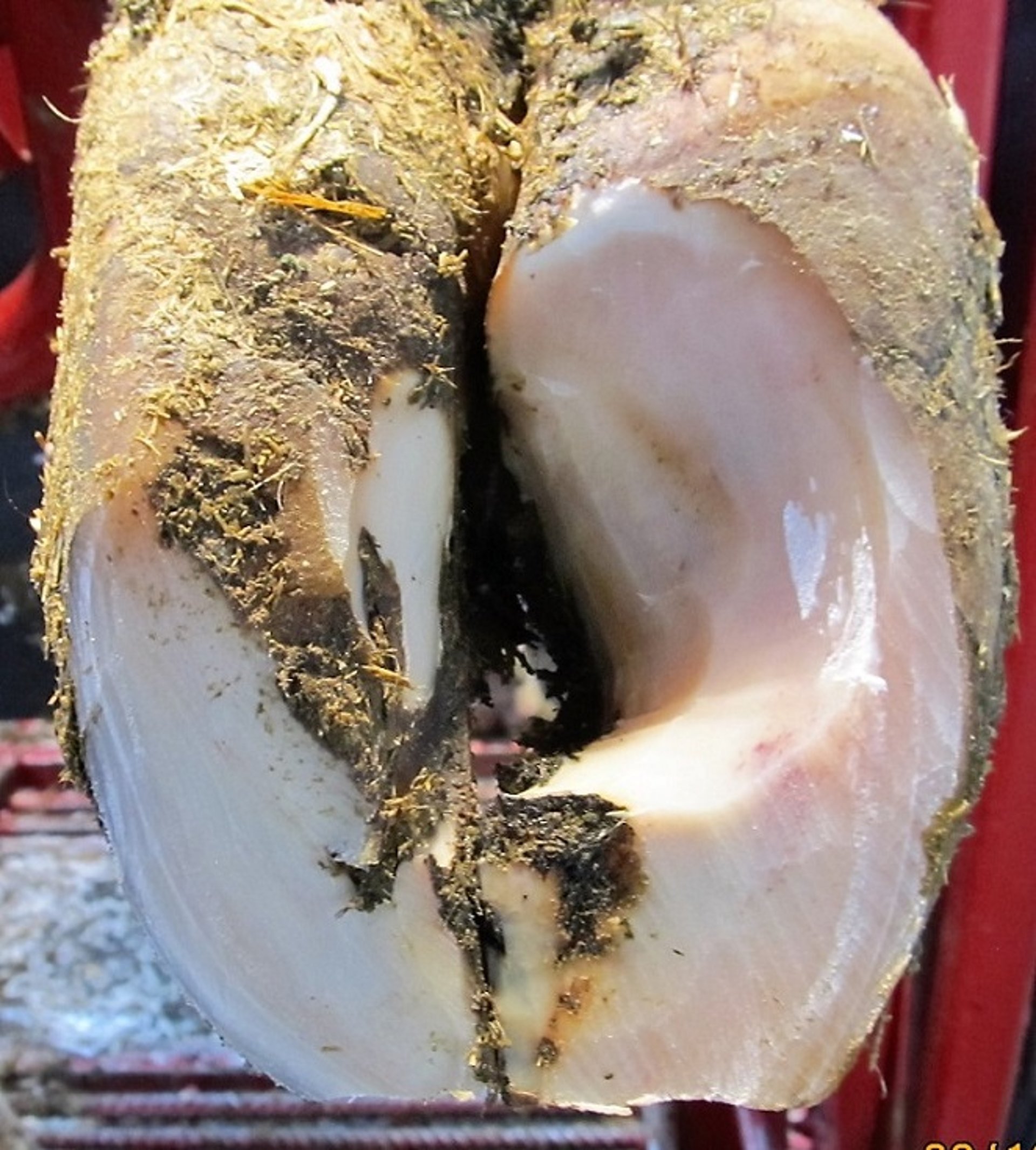 Modelado y mantenimiento de la pezuña en sacacorchos, vaca