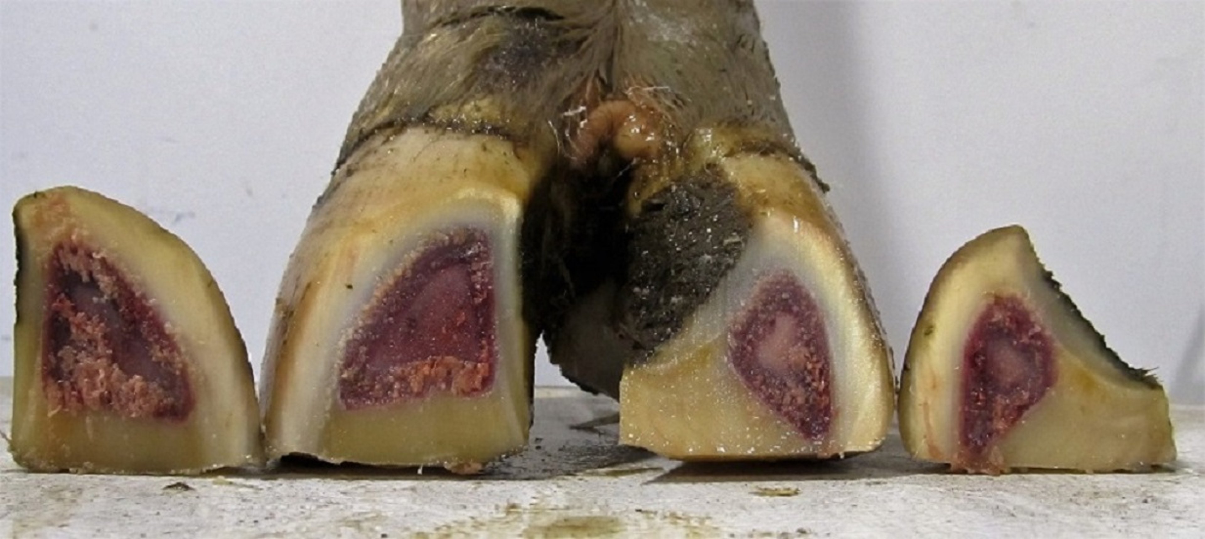 Imagen post mortem de la pezuña en sacacorchos, corte transversal, vaca