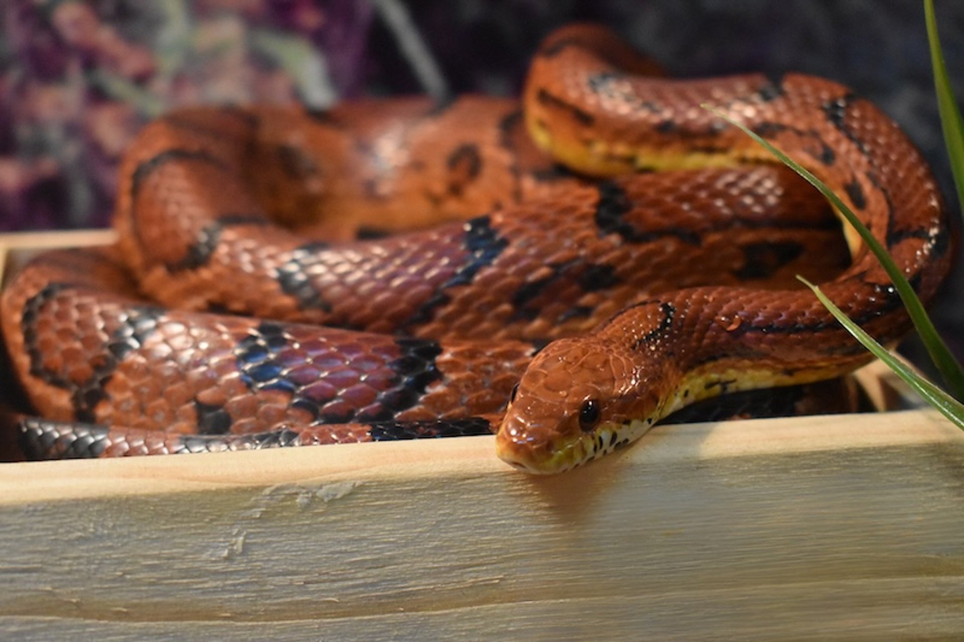 Cobra-do-milho ou cobra-rato (<i >Pantherophis guttatus</i>)