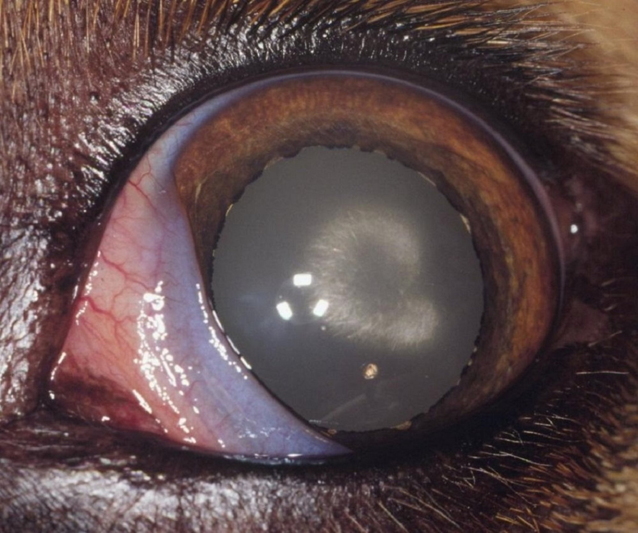 Distrofia corneal (lipidosis), perro