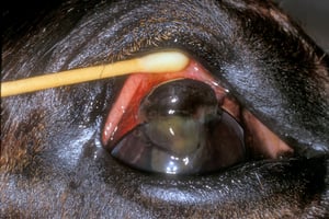 Laceración corneal con prolapso del iris, caballo