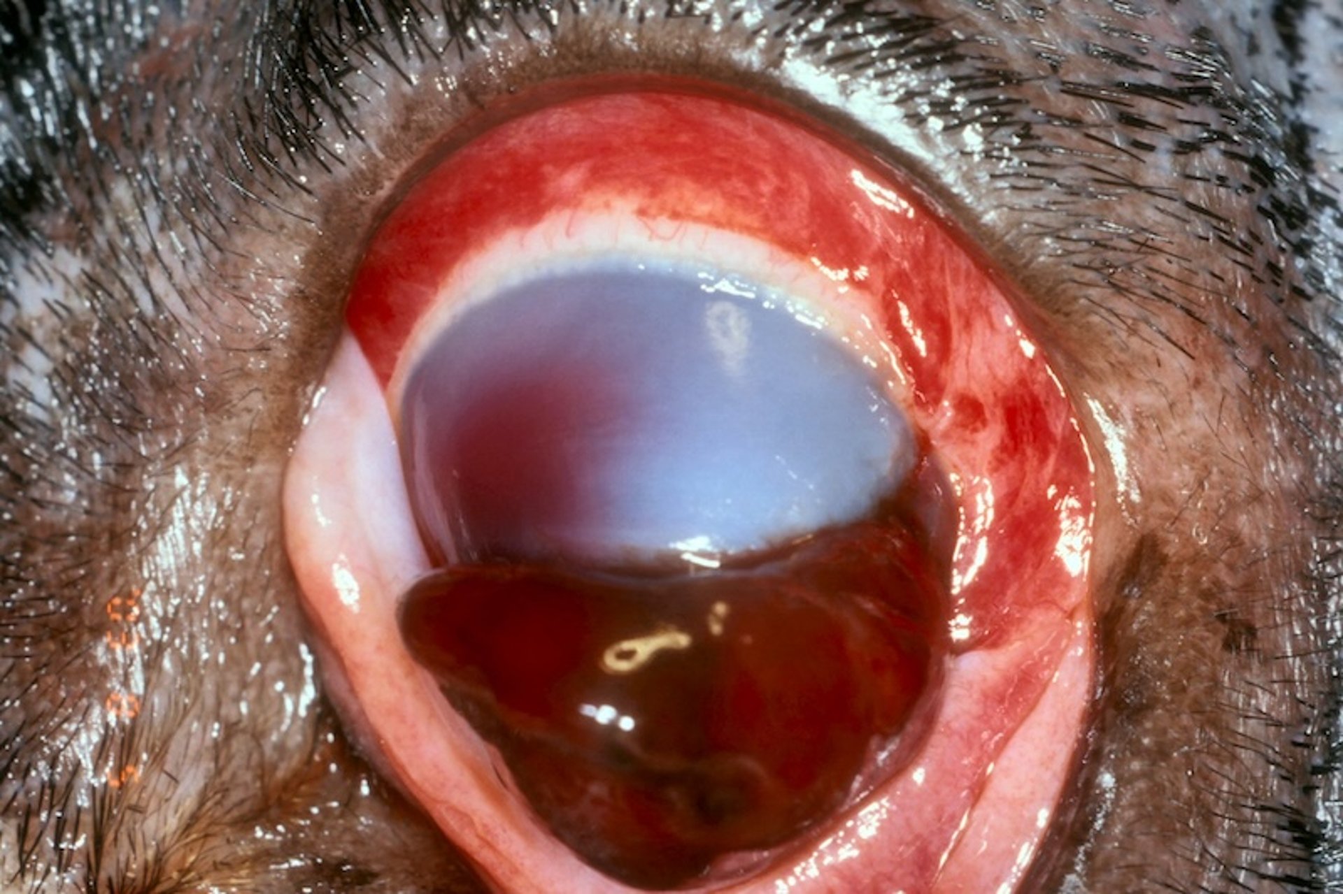 Corneal laceration with retinal detachment, dog