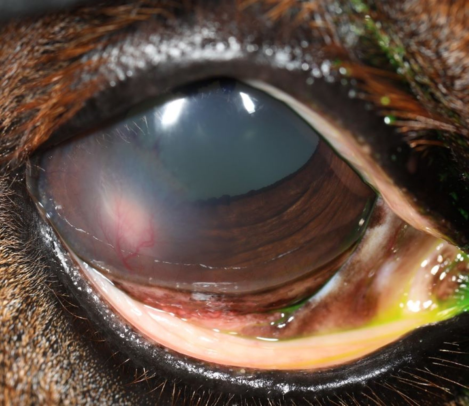 Corneal stromal abscess, horse