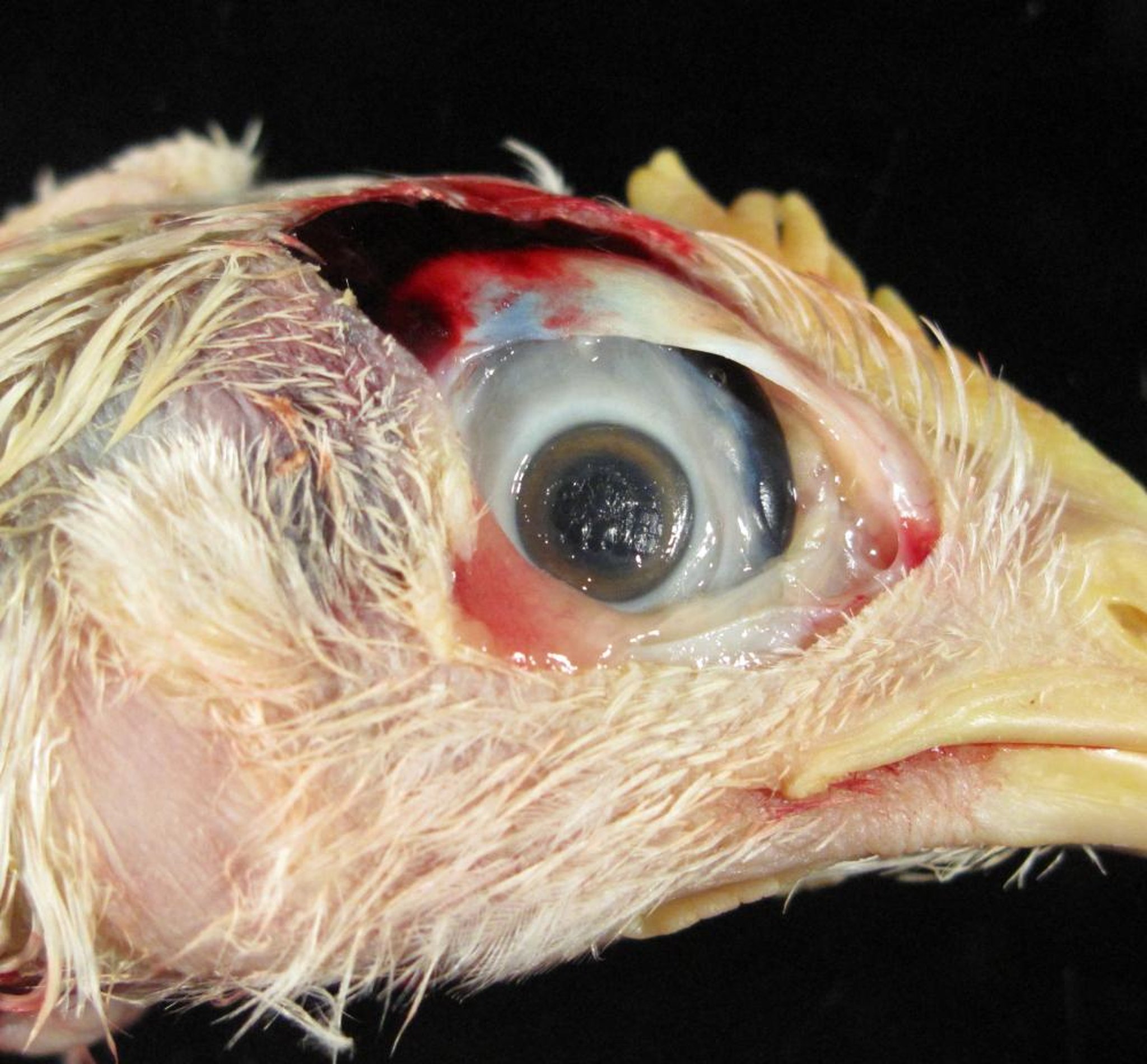 Corneal ulcers in ammonia toxicity, pullet