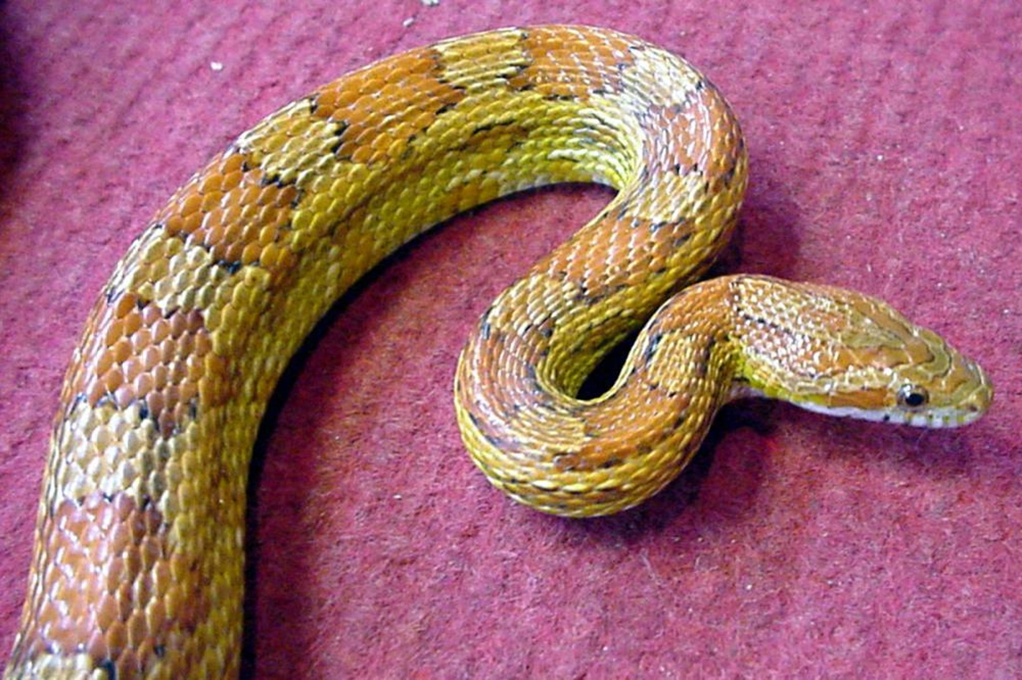 Serpiente del maíz o serpiente rata (<i >Pantherophis guttatus</i>)