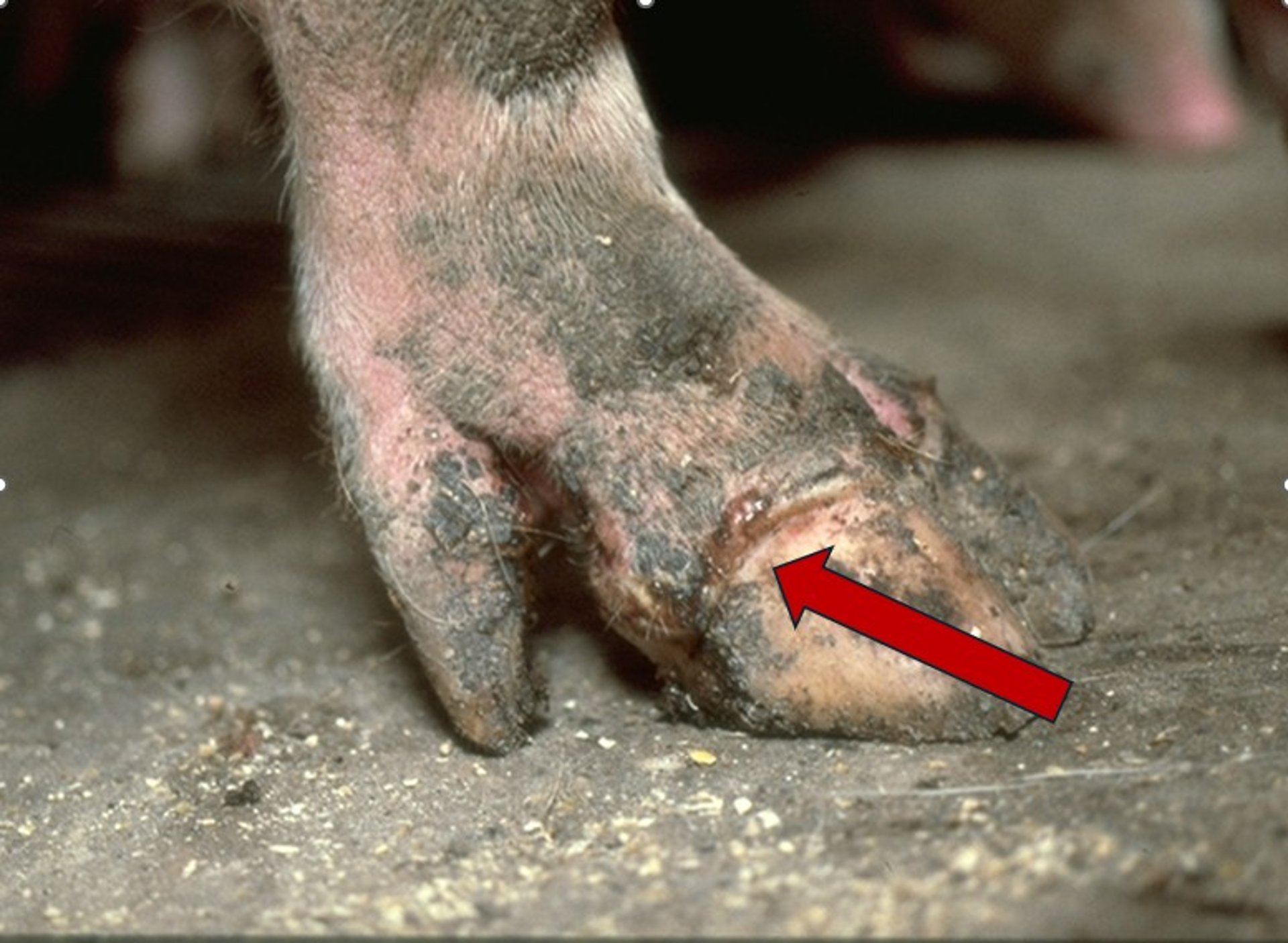 Coronary band lesion, pig