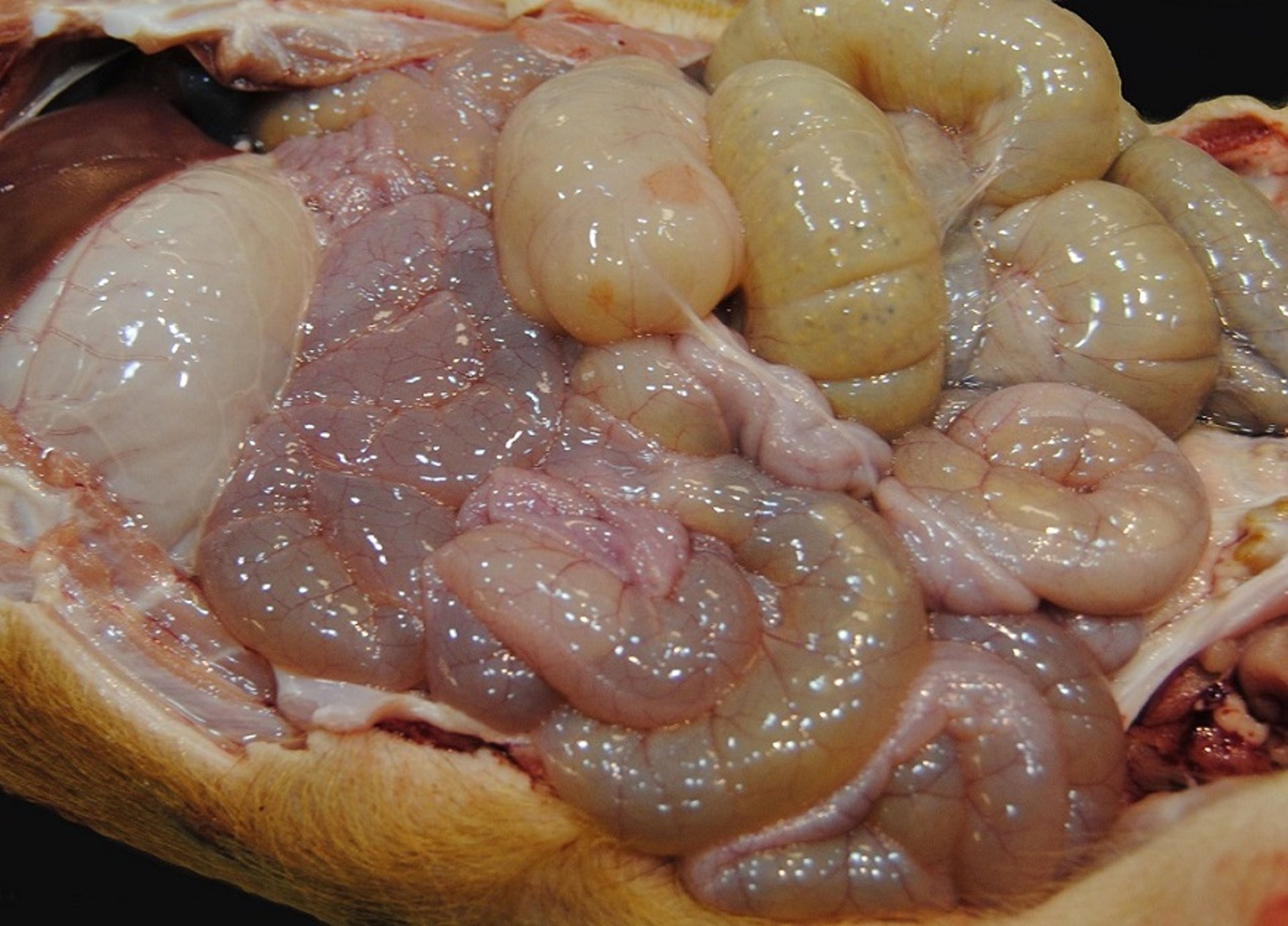 Enteritis por coronavirus, aguda, porcina