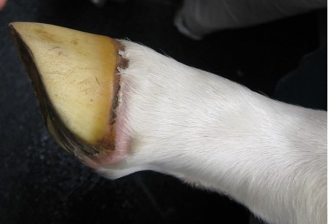 Coronitis, potro