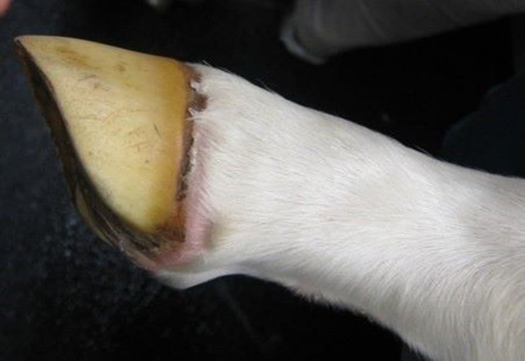 Coronitis, foal