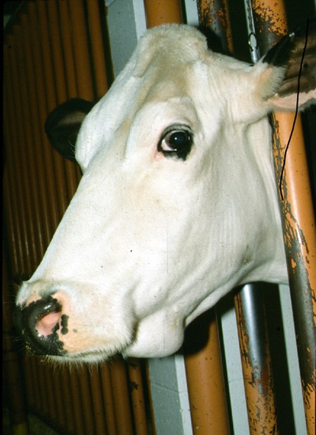 Edema submandibular, vaca