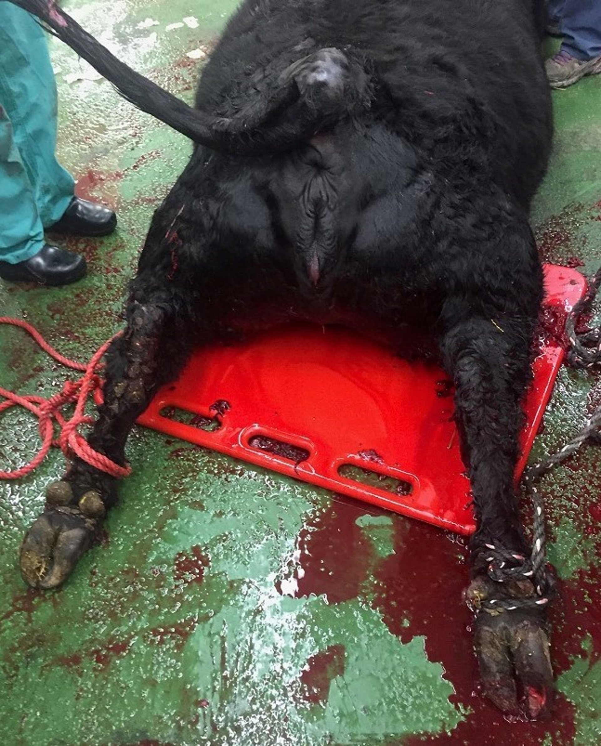 Posicionamento em decúbito esternal, vaca