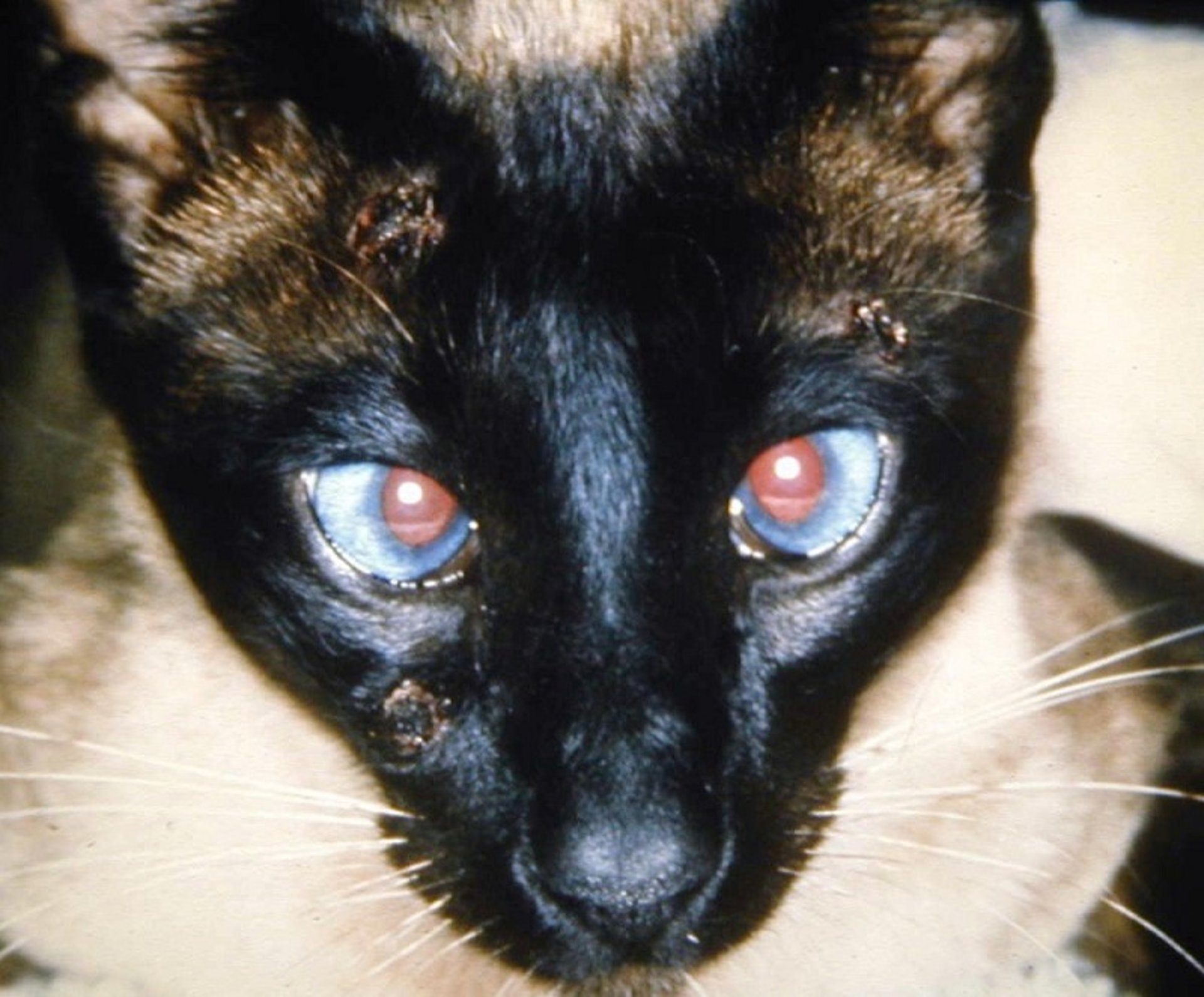 Lesões causadas pela varíola bovina, gato