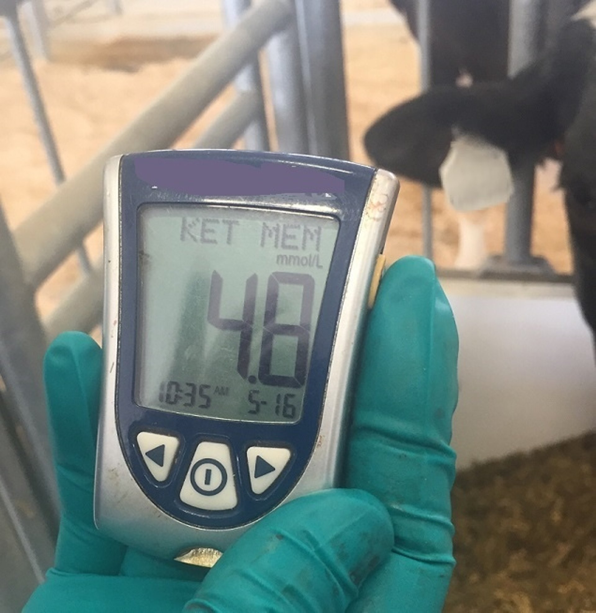 Exame de sangue na fazenda para determinar a concentração de beta-hidroxibutirato