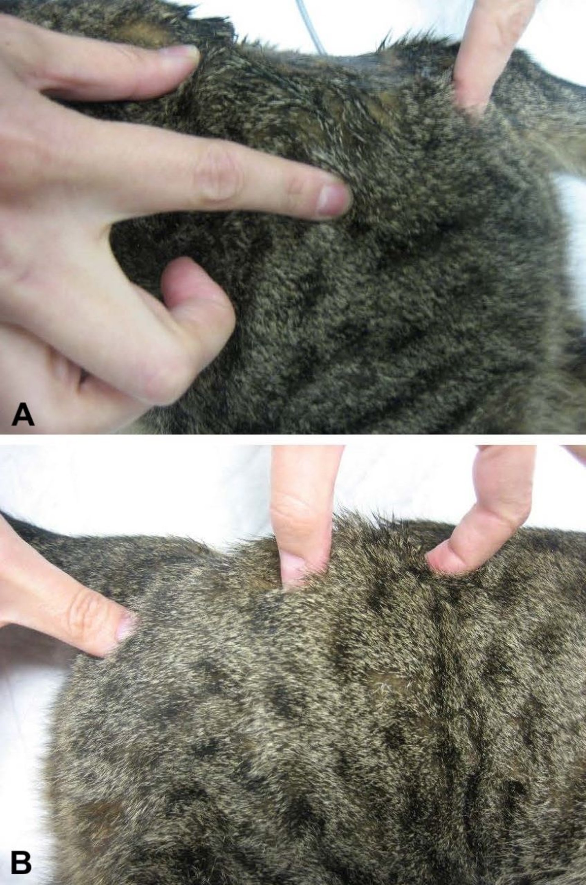 Avaliação da luxação coxofemoral, gato