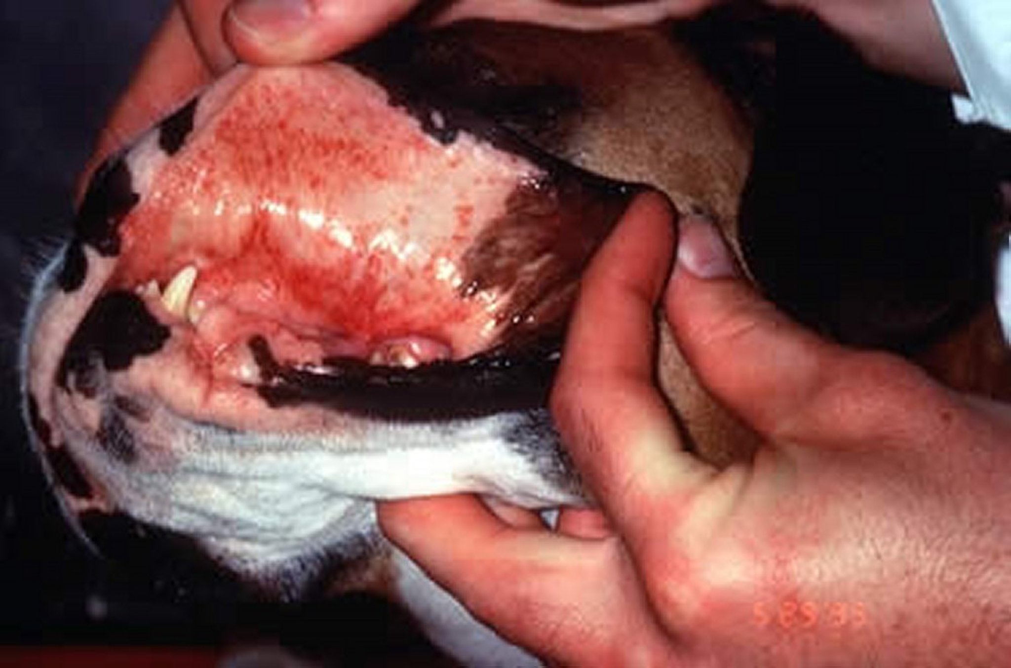 Petéquias, membranas mucosas, boca, cão