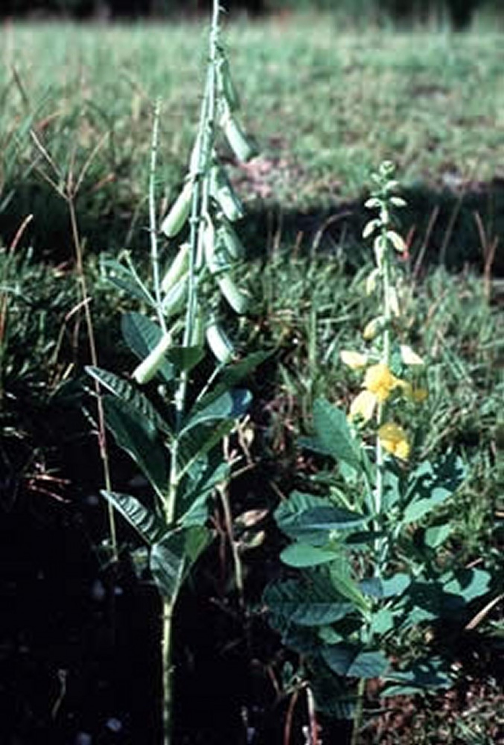 <i >Crotalaria</i> spp (crotalaria)
