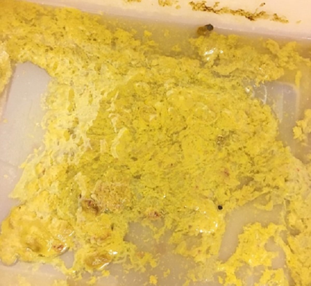 Cryptosporidial diarrhea, calf