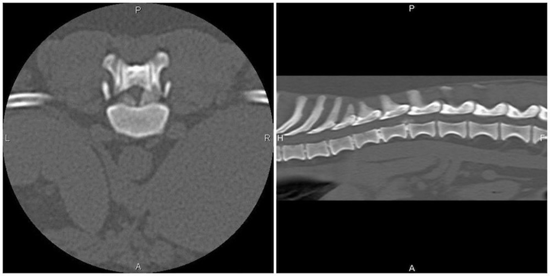 CT, intervertebral disc extrusion, dog