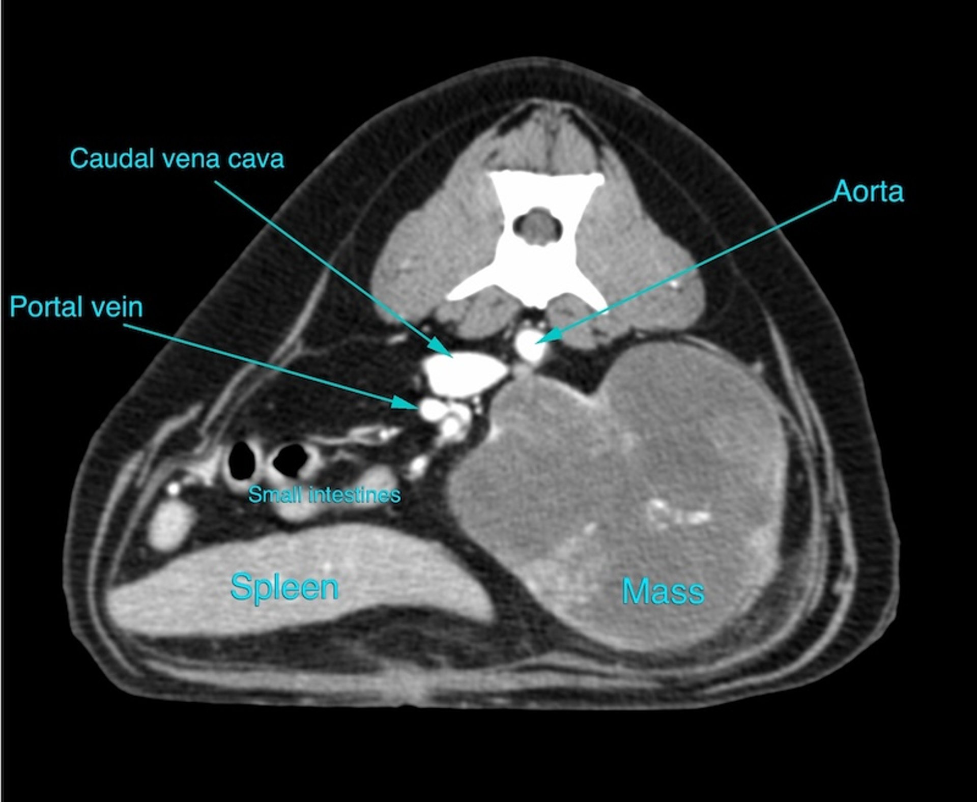 TC, masas renales, perro