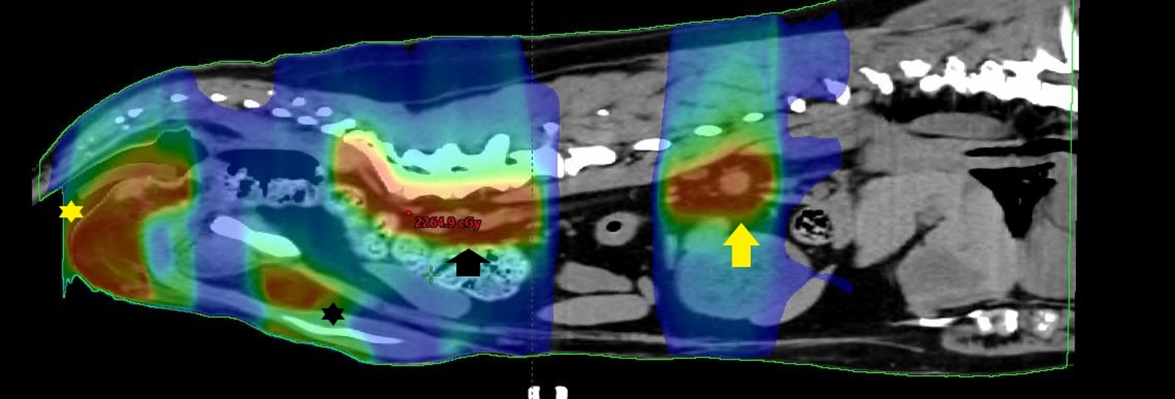 CT scan, sagittal slice, teletherapy, dog
